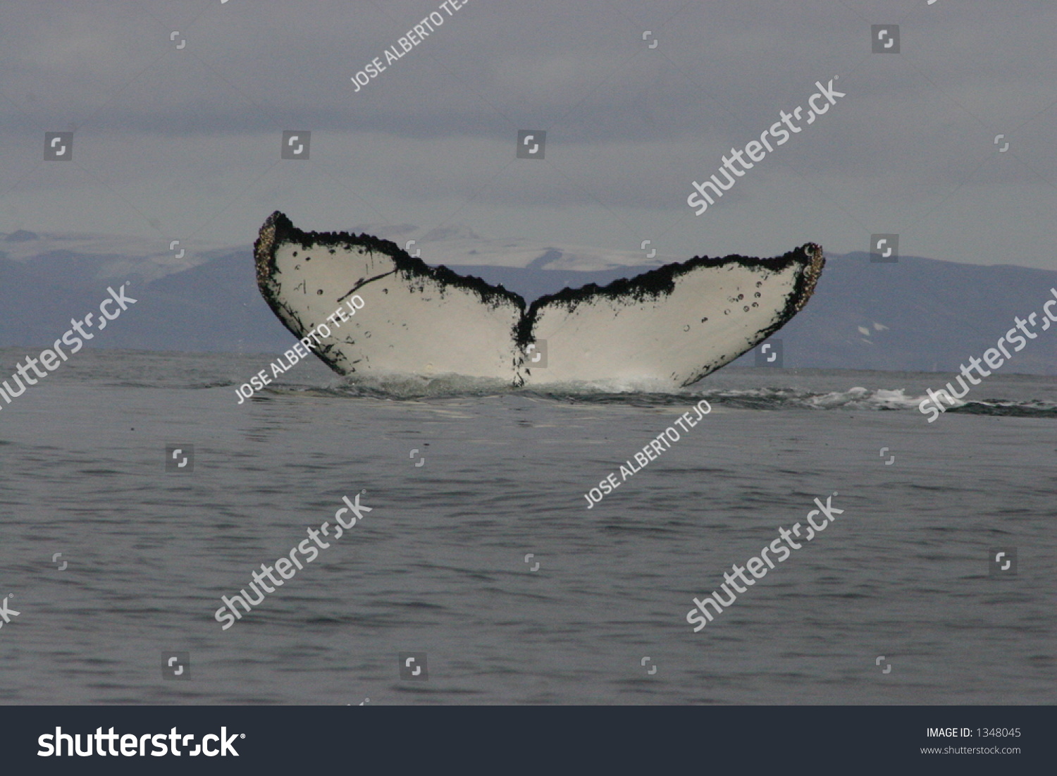 Whale Tail: Stockfotó (szerkesztés most) 1348045.