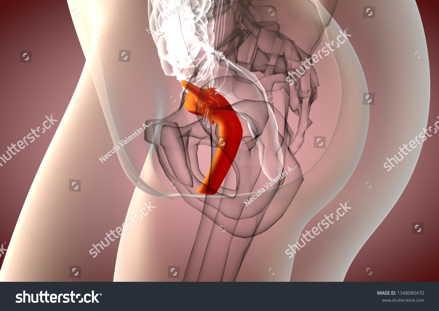 Женская половая/система анатомия 3д
