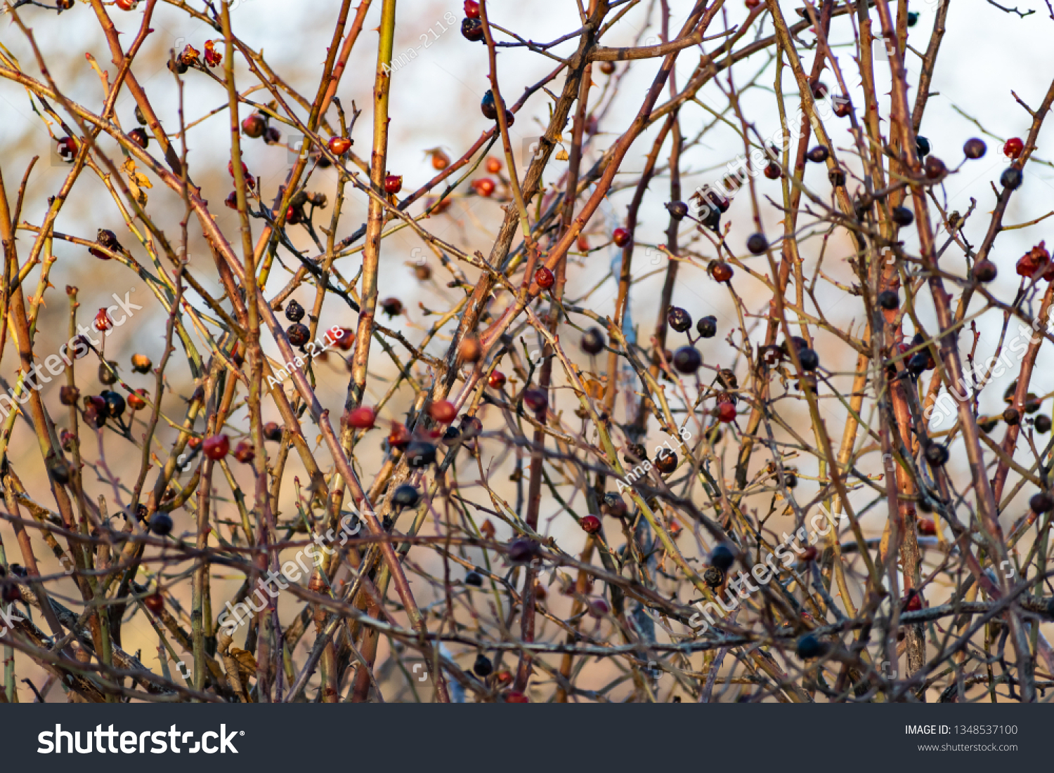 Image of Wild rose bush in winter