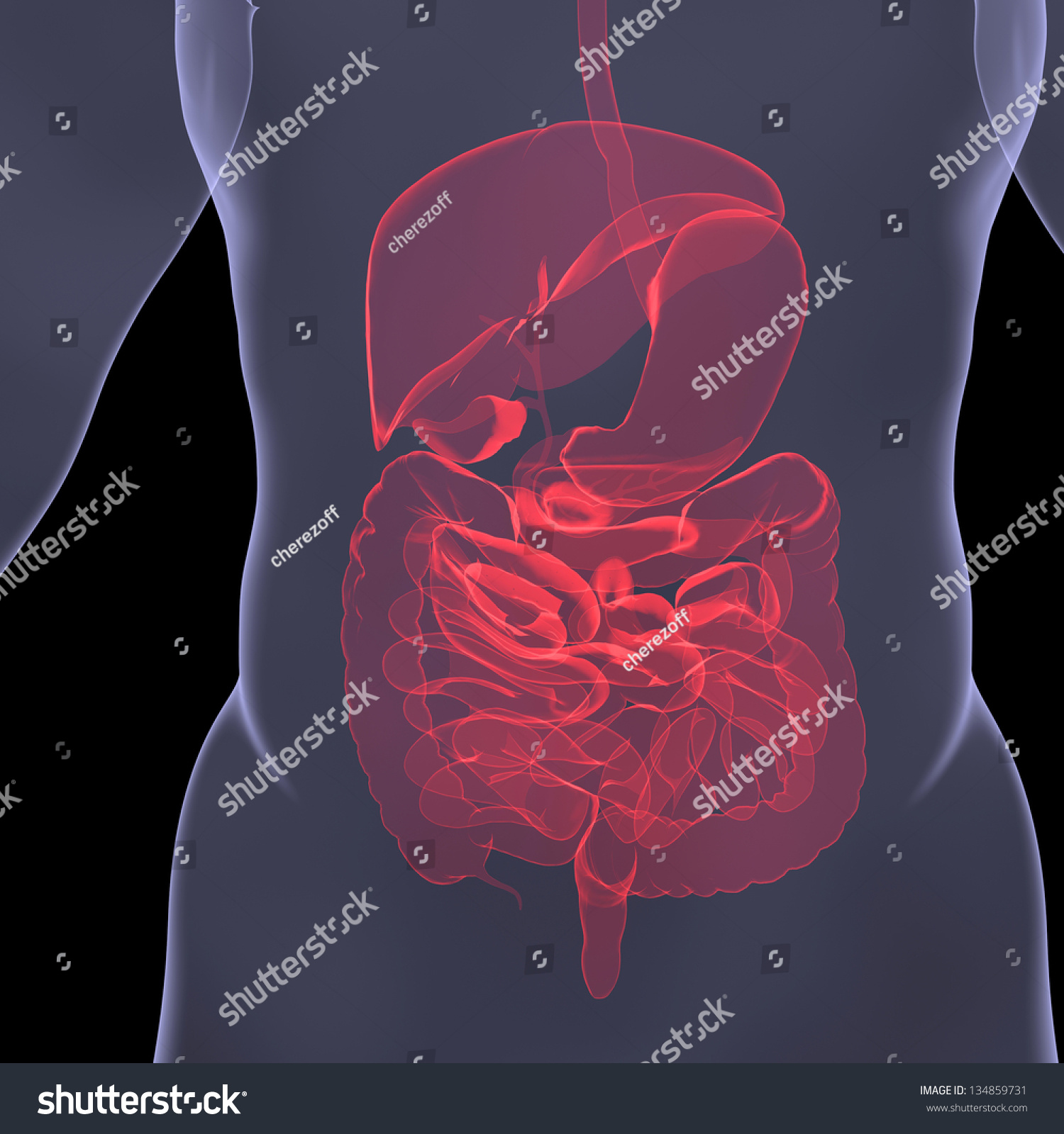 Xray Picture Person Sore Digestion Isolated Stock Illustration ...