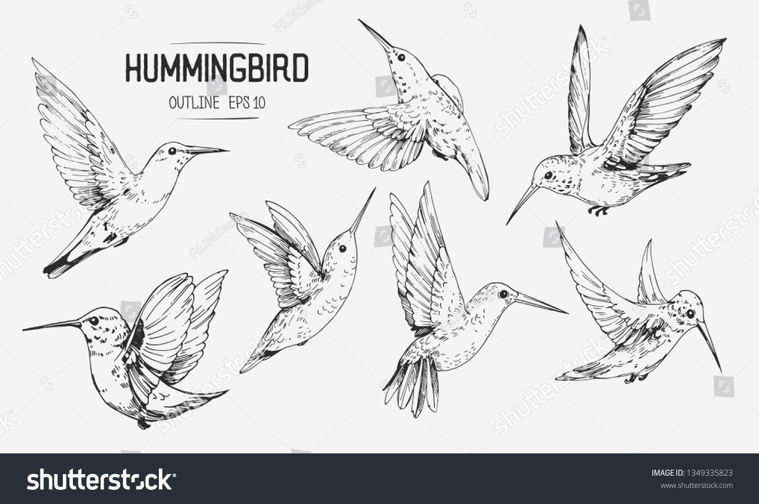 Птица колибри рисунок поэтапно