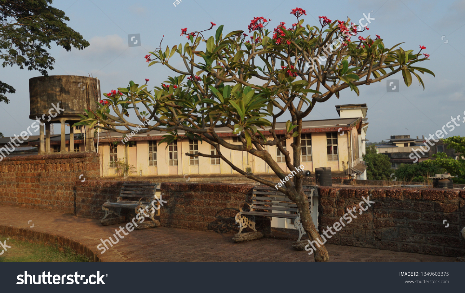 Chembakam Flower Kerala Plumeria Flower Stock Photo 1349603375 ...