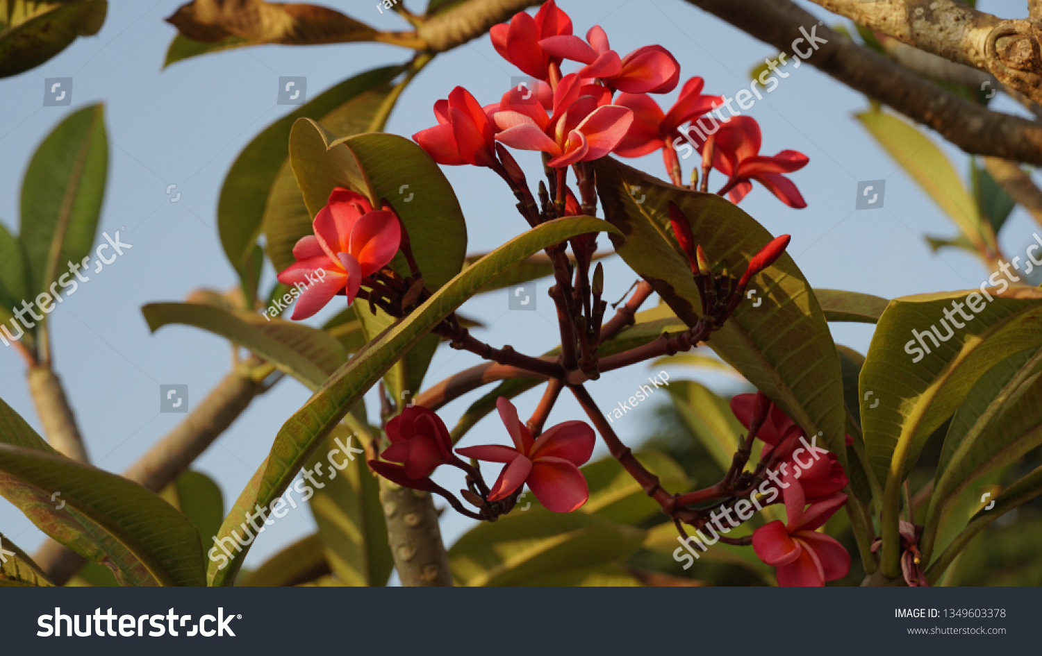 Chembakam Flower Kerala Plumeria Flower Stock Photo 1349603378 ...