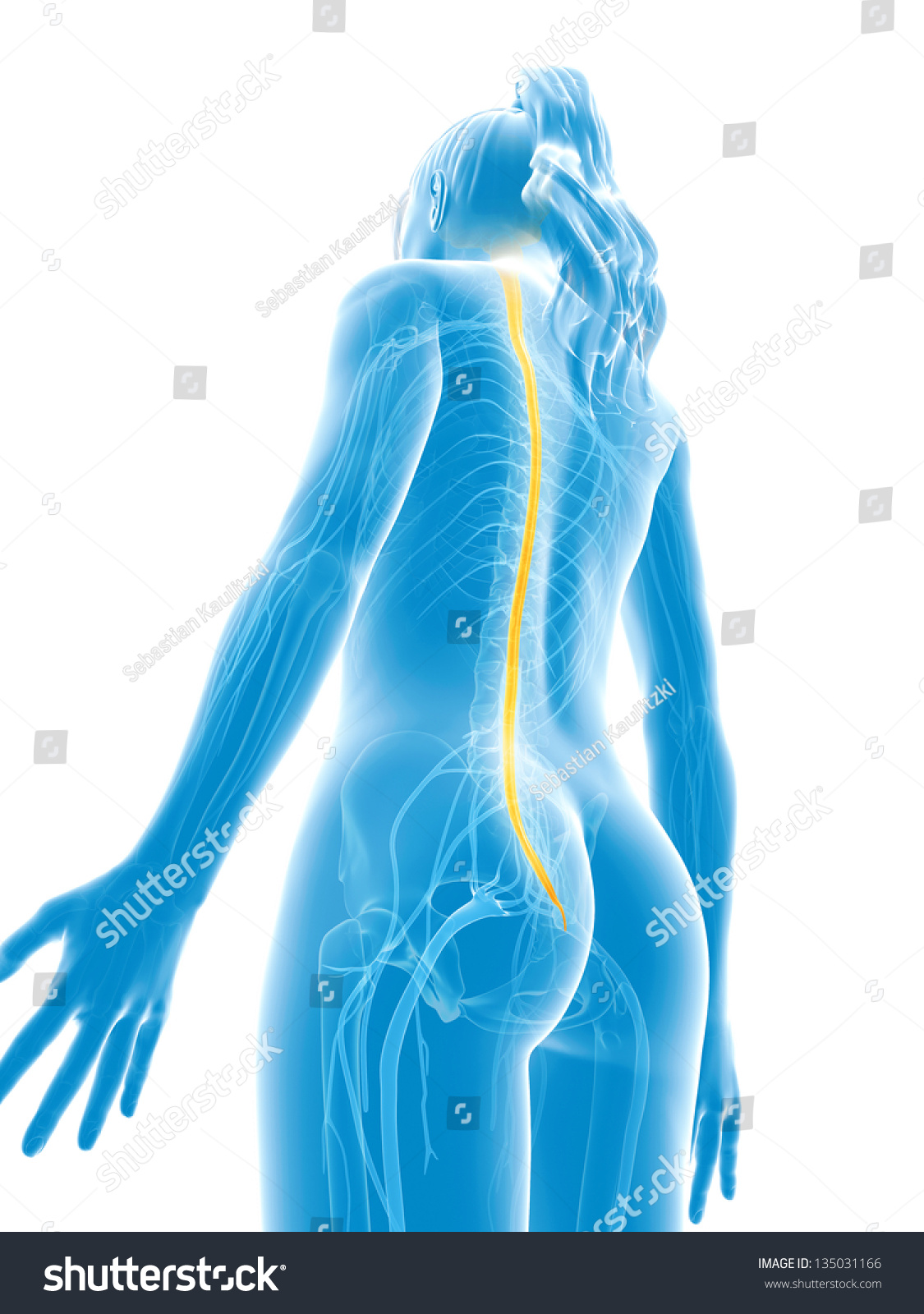 3d Rendered Medical Illustration Spinal Cord Stock Illustration 135031166 Shutterstock 9296