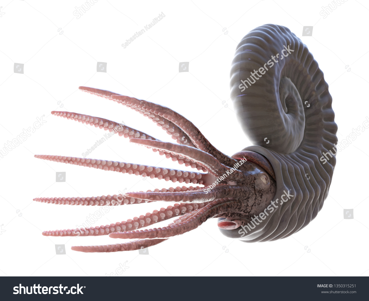 9,955 Ammonite Image Images, Stock Photos & Vectors | Shutterstock