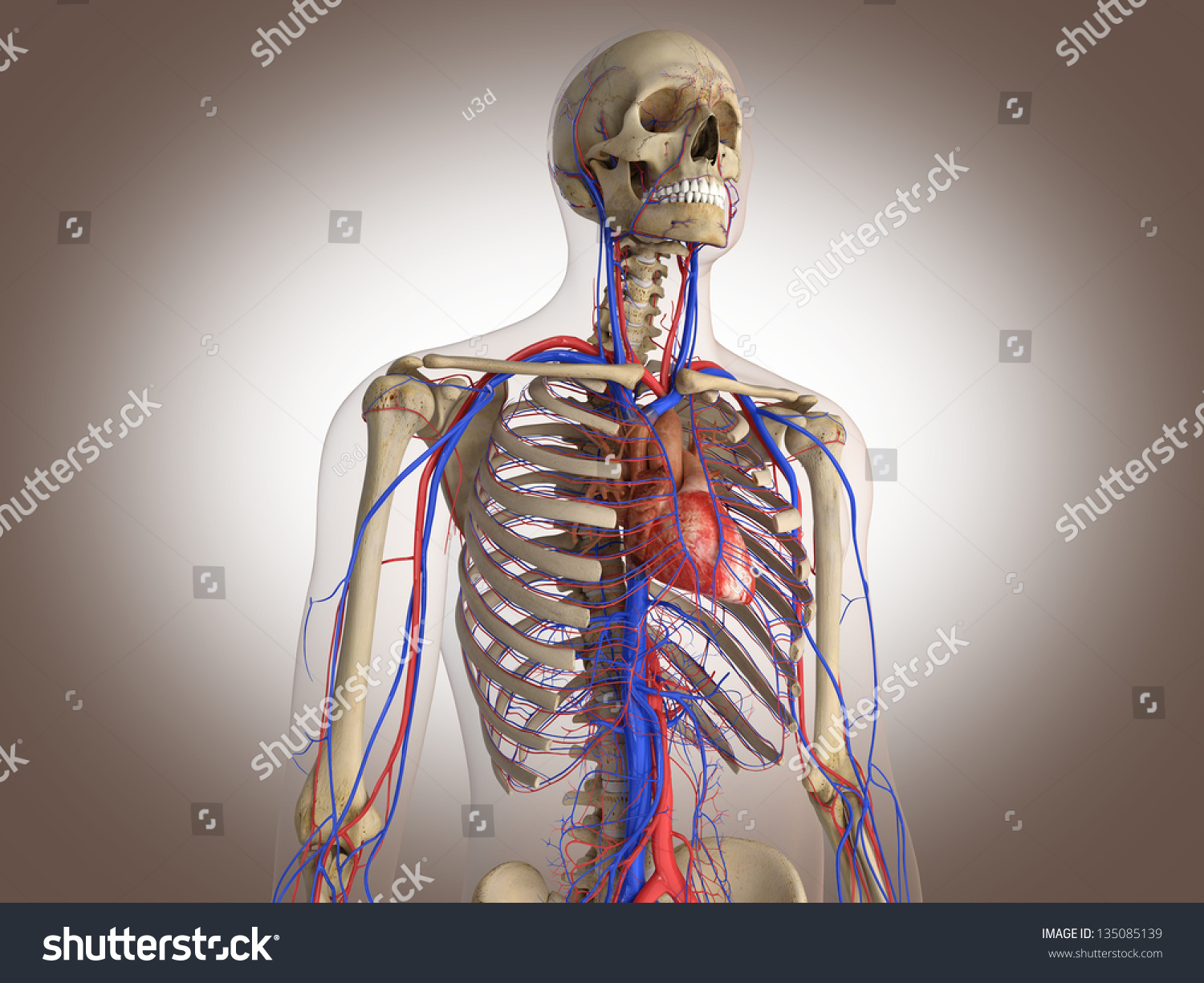 Человеческий скелет с органами сзади