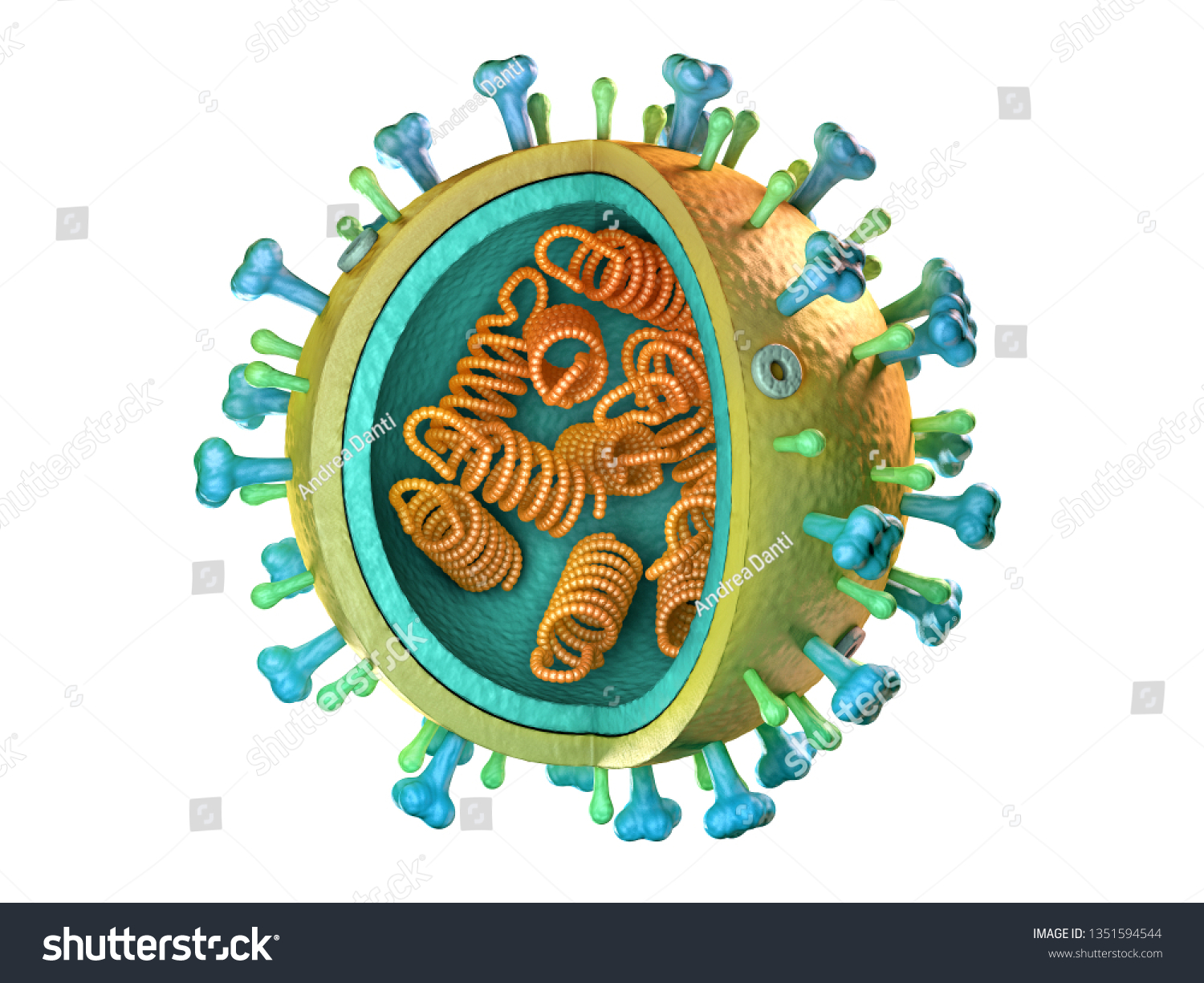 Influenza Virus Diagram 3d Illustration Stock Illustration 1351594544 ...