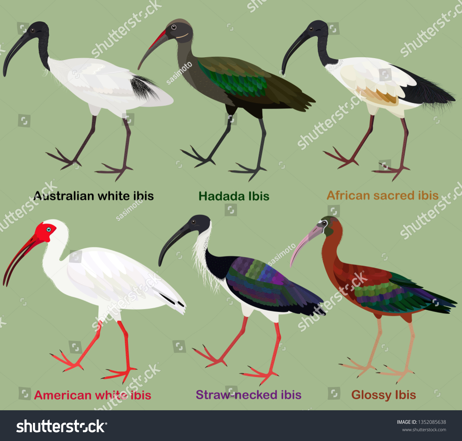 Cute Wading Bird Vector Illustration Set Stock Vector (Royalty Free ...