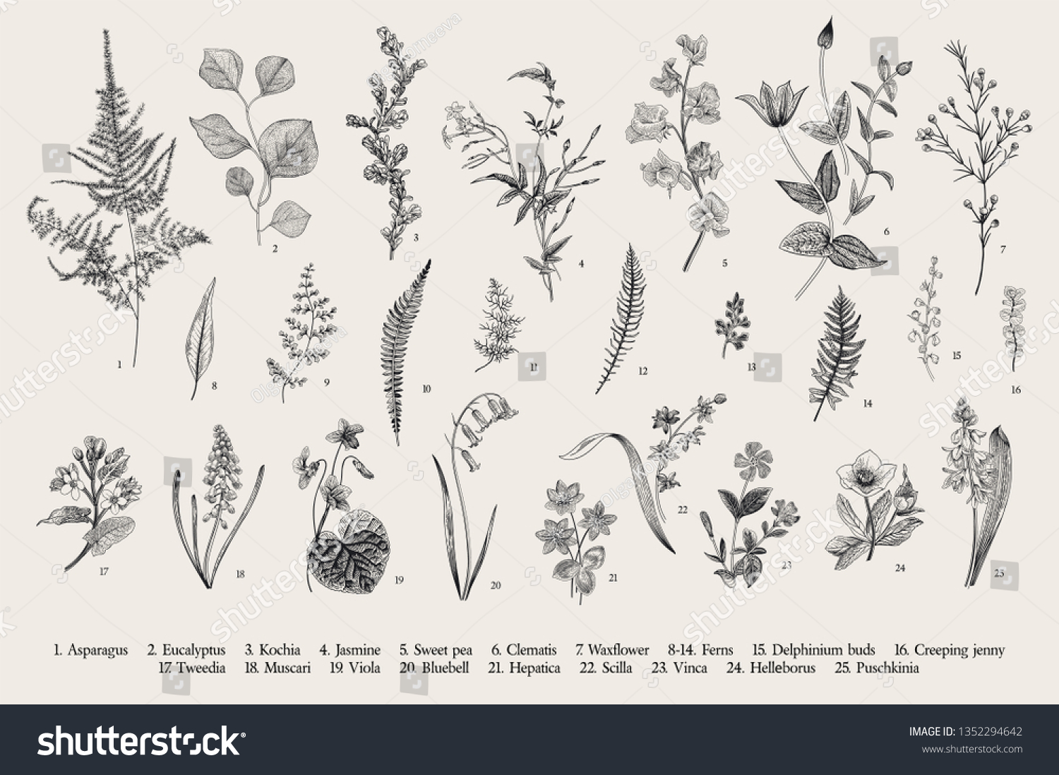 Spring Flowers Ferns Set Vintage Vector Stock Vector (Royalty Free ...