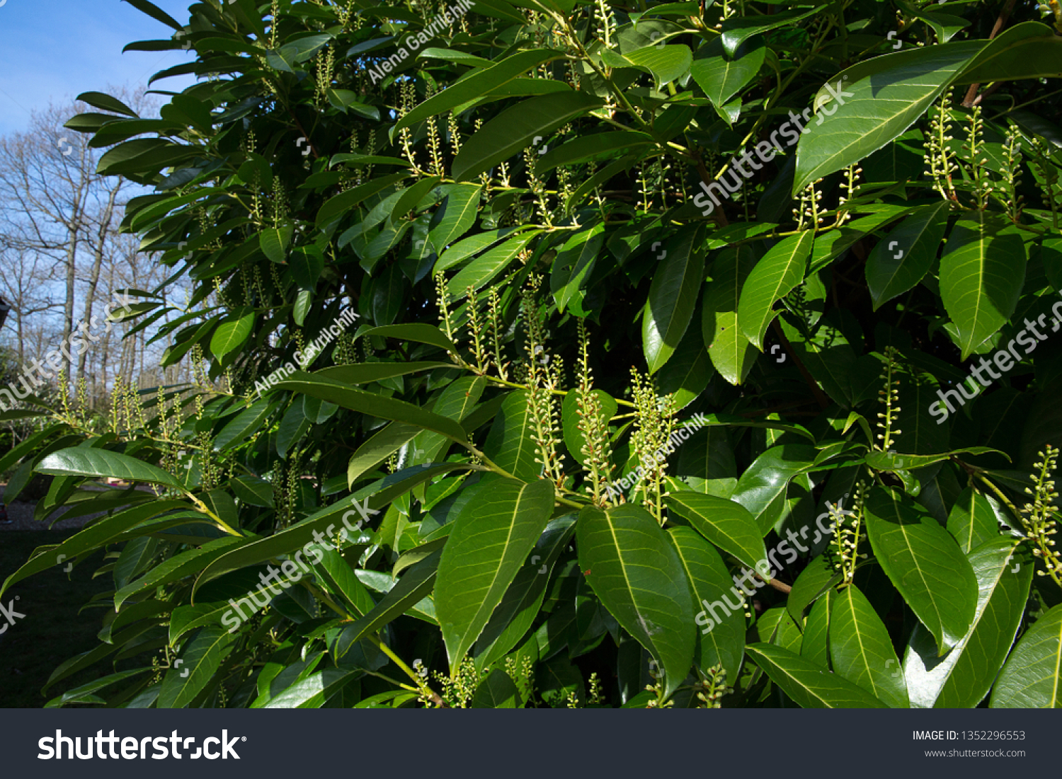 prunus laurocerasus leaf