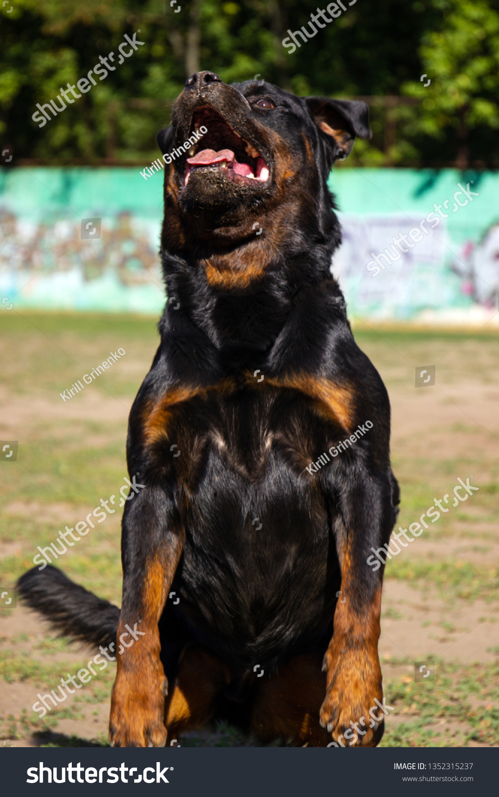 are rottweilers strong dogs