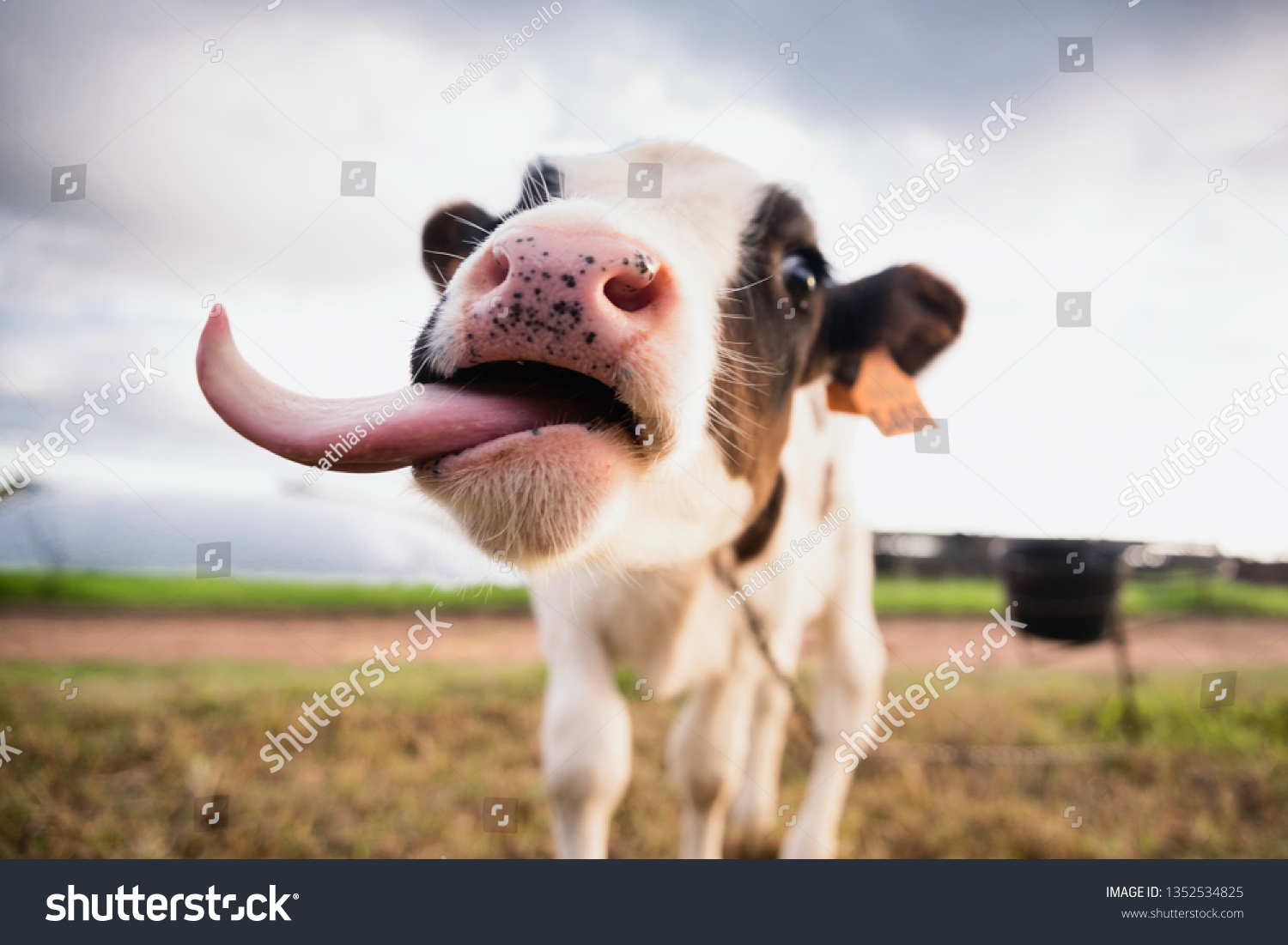 Корова с длинным языком