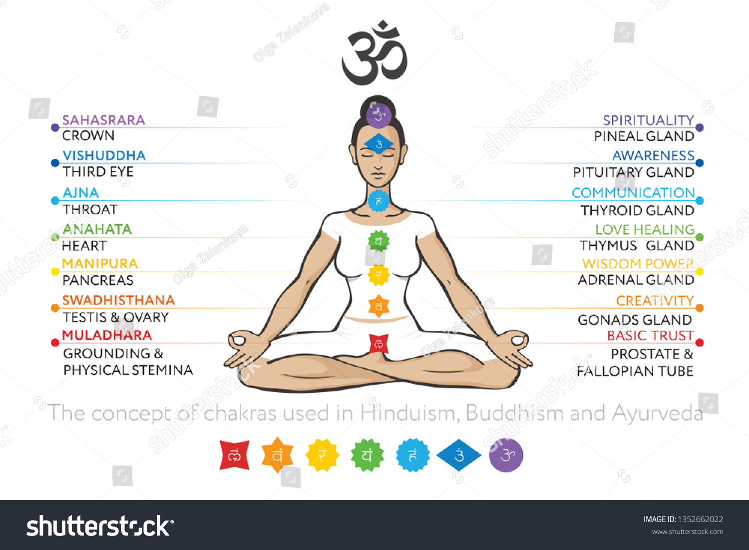 Chakras System Gonads Human Body Used Stock Vector (Royalty Free ...