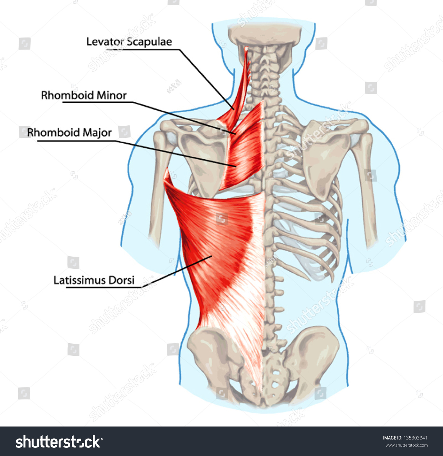 Latissimus Dorsi мышца