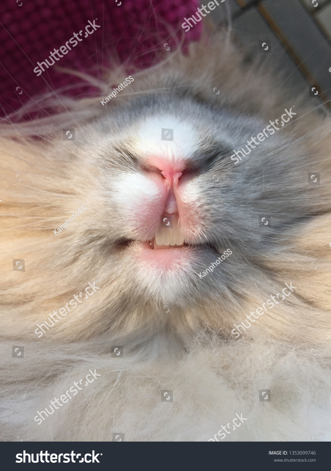 Bunny Rabbit Showing Beautiful Teeth Stock Photo 1353099746 Shutterstock   Stock Photo Bunny Rabbit Showing Beautiful Teeth 1353099746 