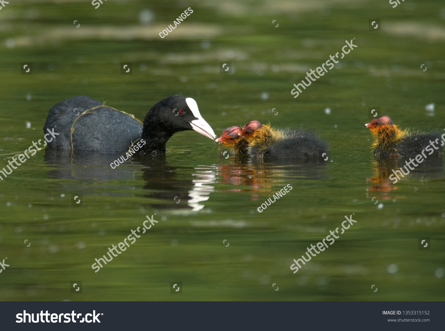 Common Coot Female Young Stock Photo 1353315152 | Shutterstock