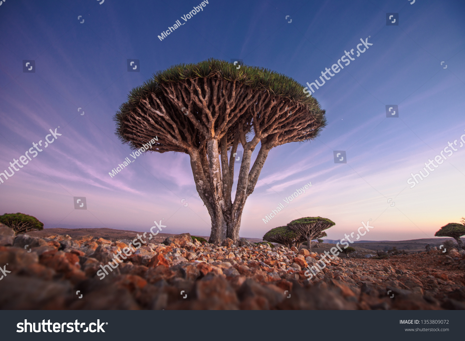 dragon blood tree background clipart