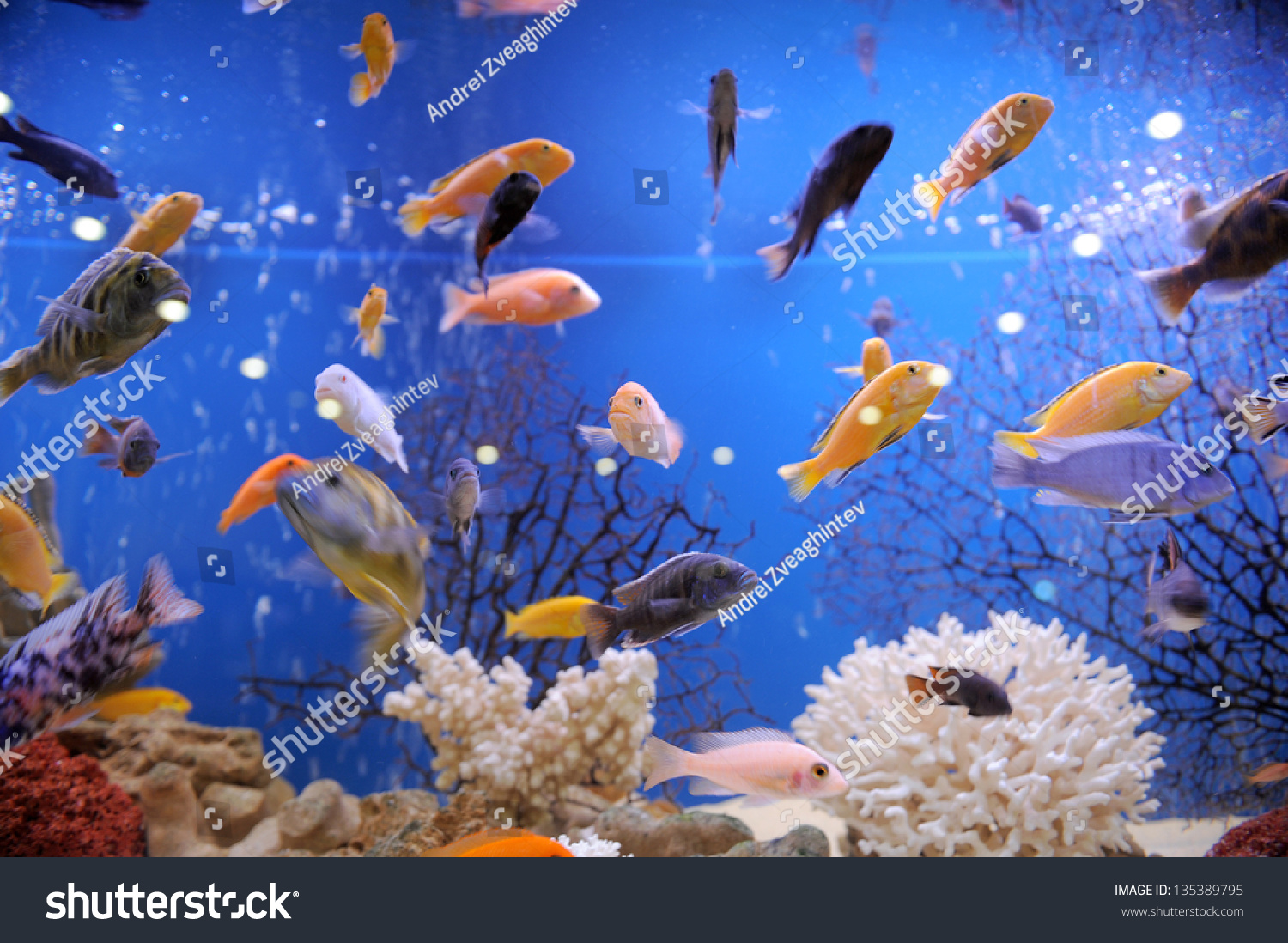 Colorful Fish Big Aquarium Stock Photo 135389795 | Shutterstock