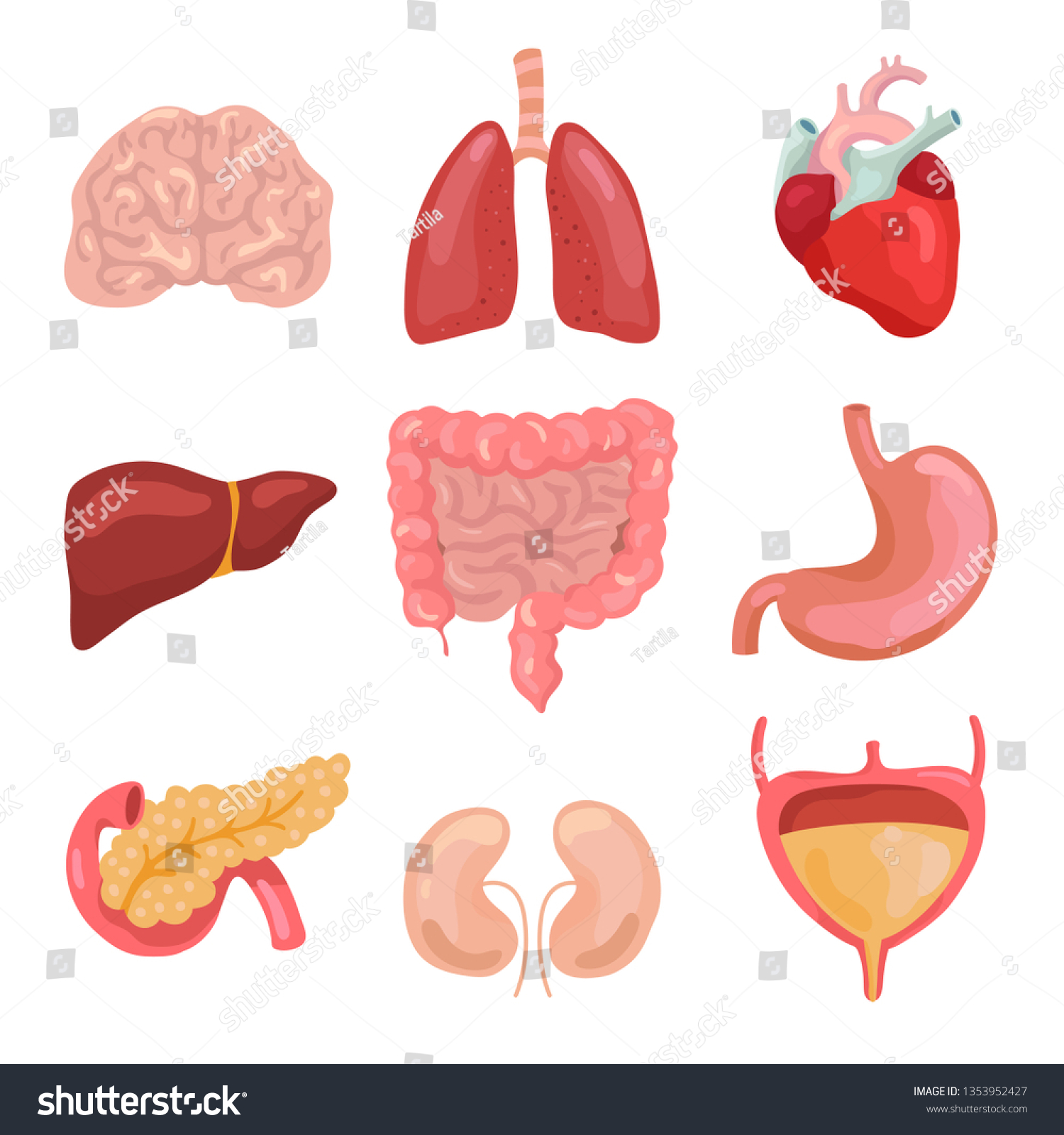 Cartoon Human Body Organs Healthy Digestive Stock Illustration ...