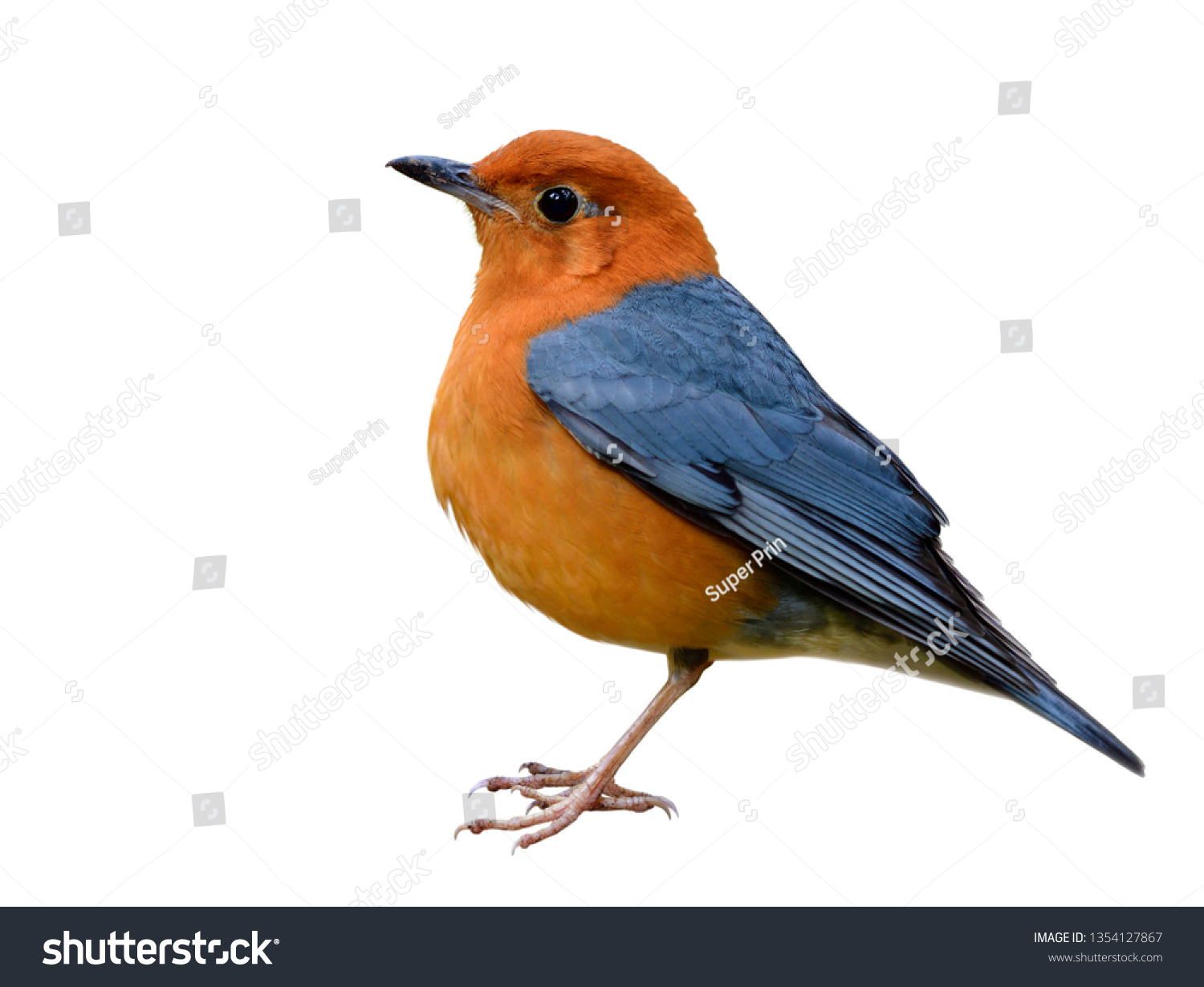 Fascinated Fat Orange Grey Wing Bird Stock Photo 1354127867 | Shutterstock