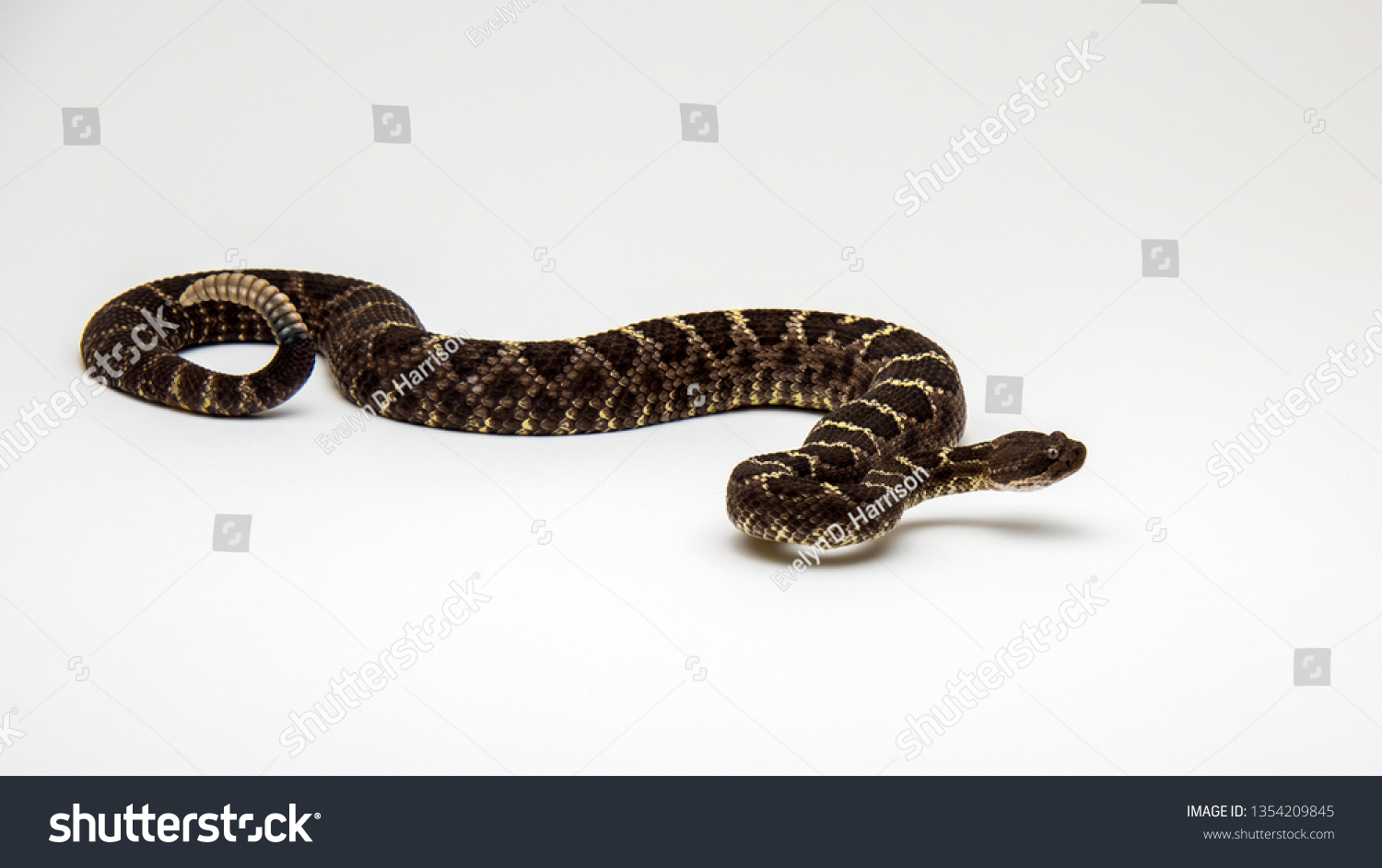 Arizona Black Rattlesnake Isolated On White Stock Photo 1354209845 ...