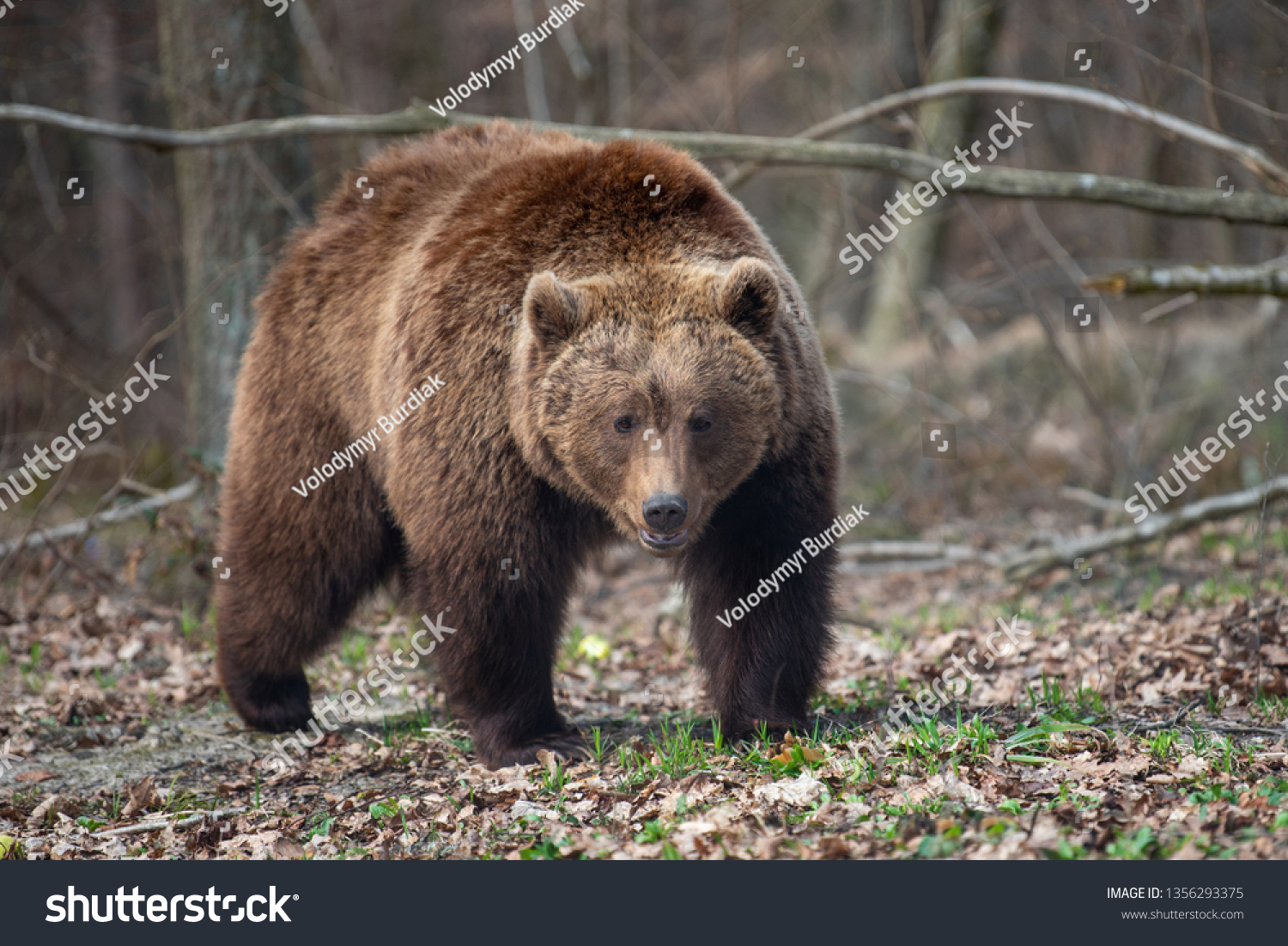 Close Big Brown Bear Spring Forest Stock Photo 1356293375 | Shutterstock