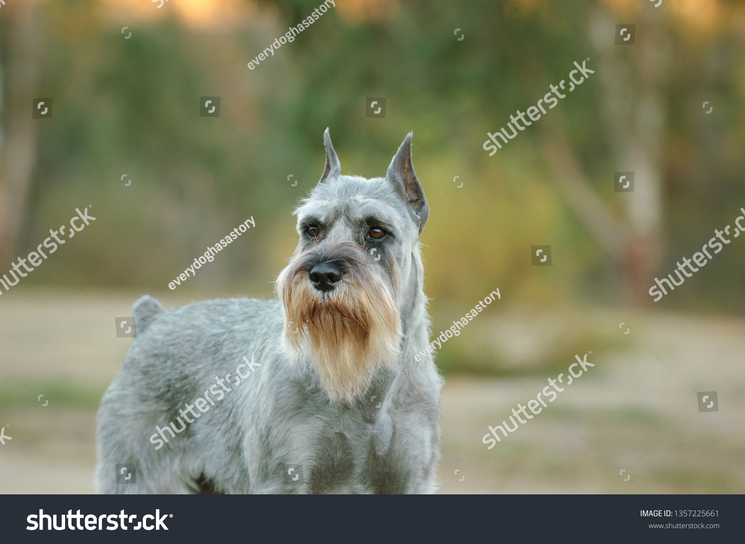 what is a salt and pepper schnauzer