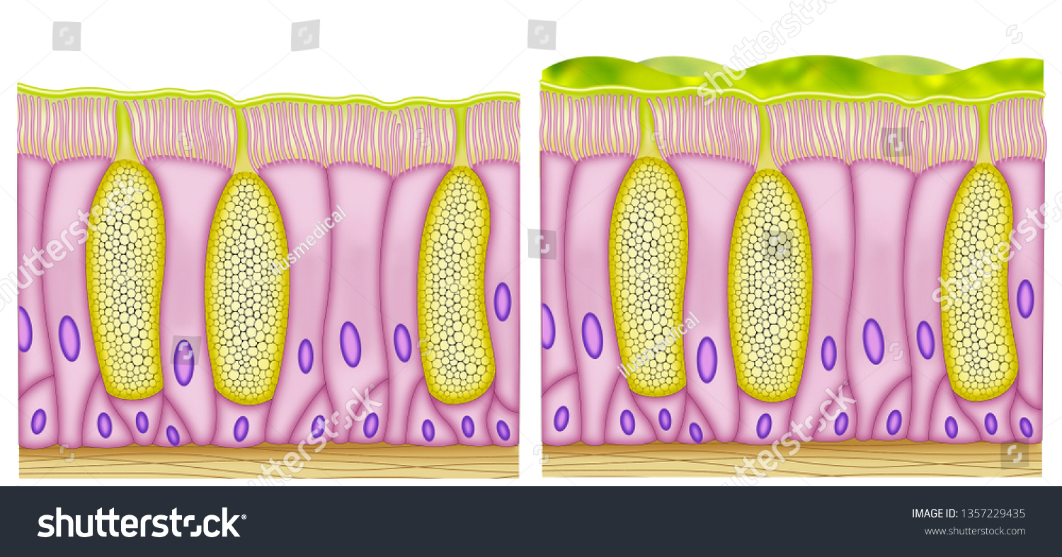Эпителий клетки цилиндрического эпителия слизь. Мерцательный эпителий слизистой оболочки носа. Goblet Cells. Goblet Cell of the trachea. Ciliated Cells.