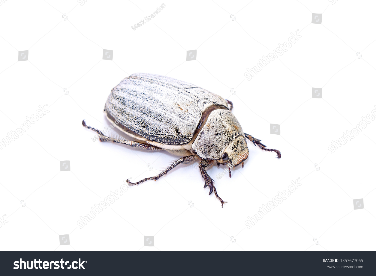 Edible Insects White Grub Beetle Lepidiota Stock Photo 1357677065 ...