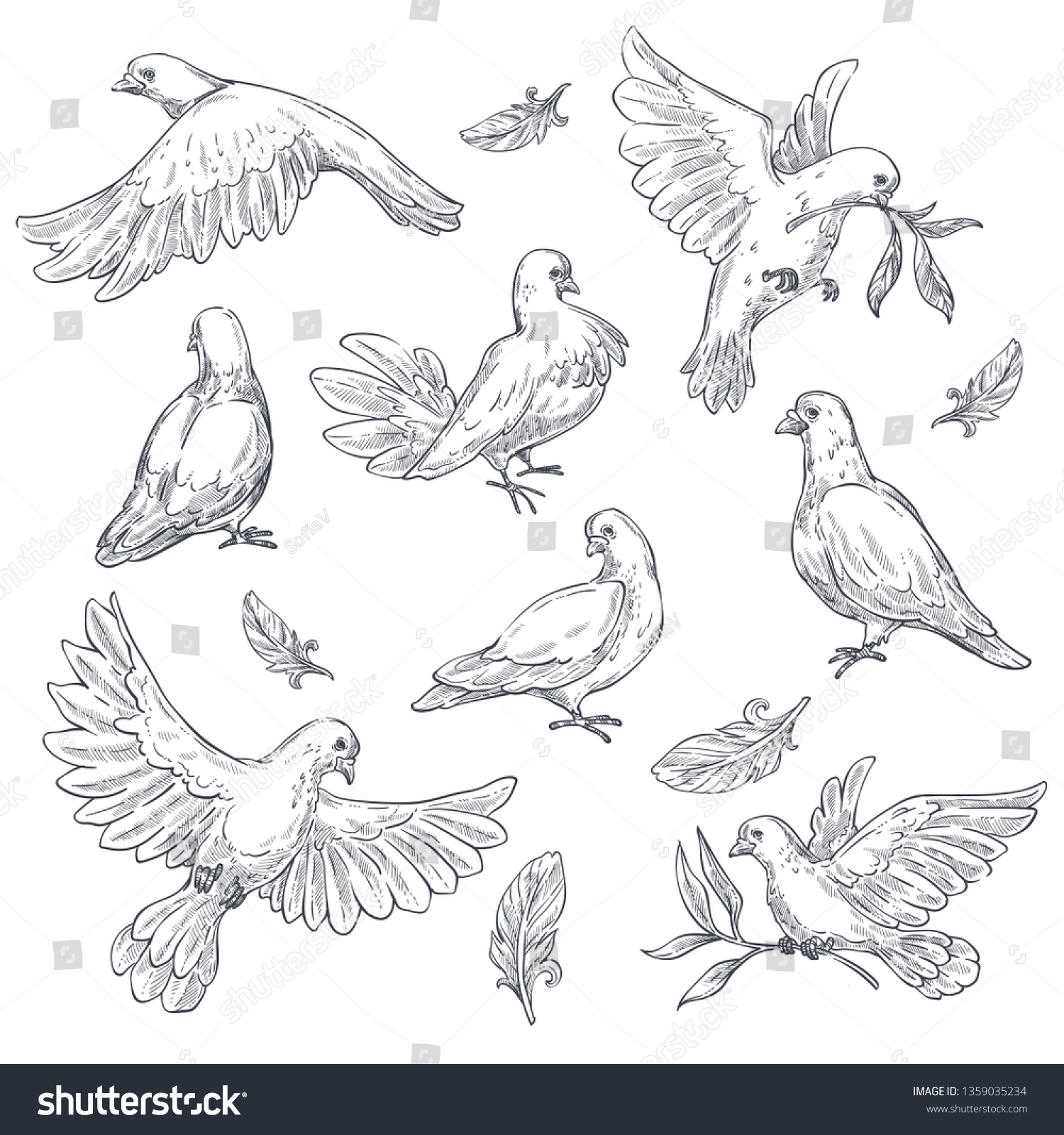 Pigeon Dove Sketch Isolated Bird Peace Stock Vector (Royalty Free ...