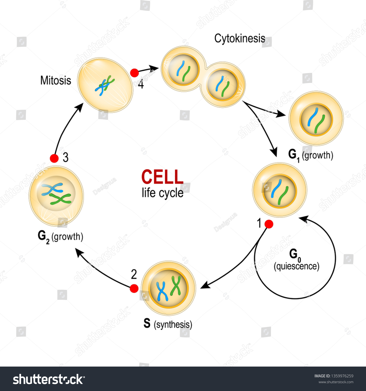 Cell Cycle Quiescence Growth Dna Replication Stock Illustration ...