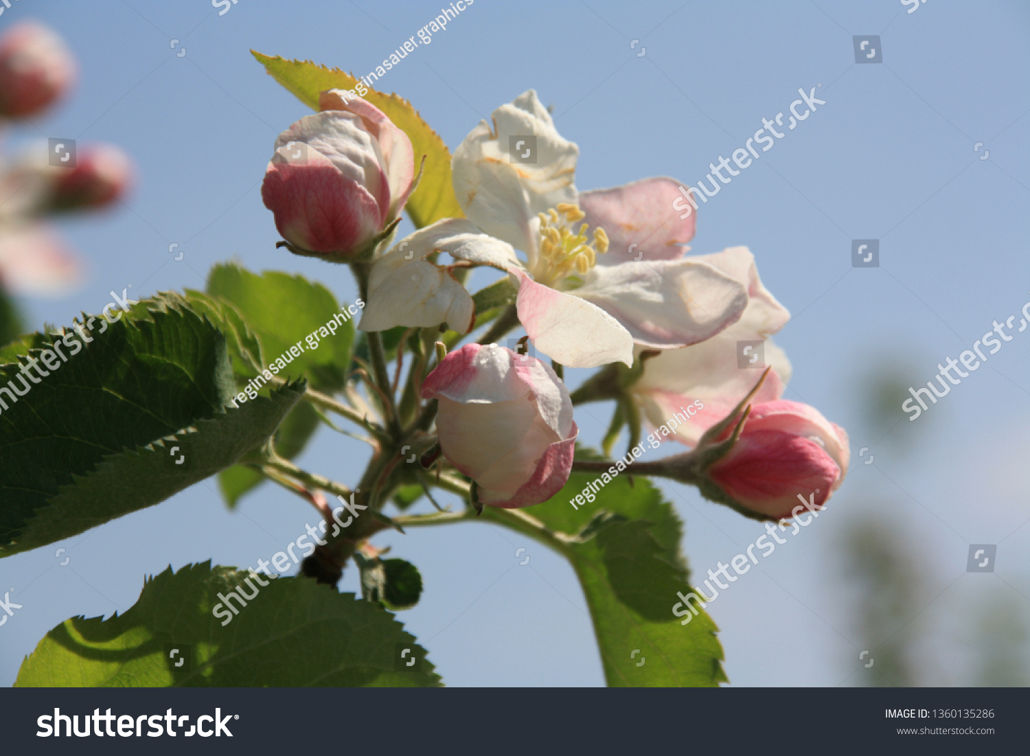 1 Apfelblüte himmel Images, Stock Photos & Vectors Shutterstock