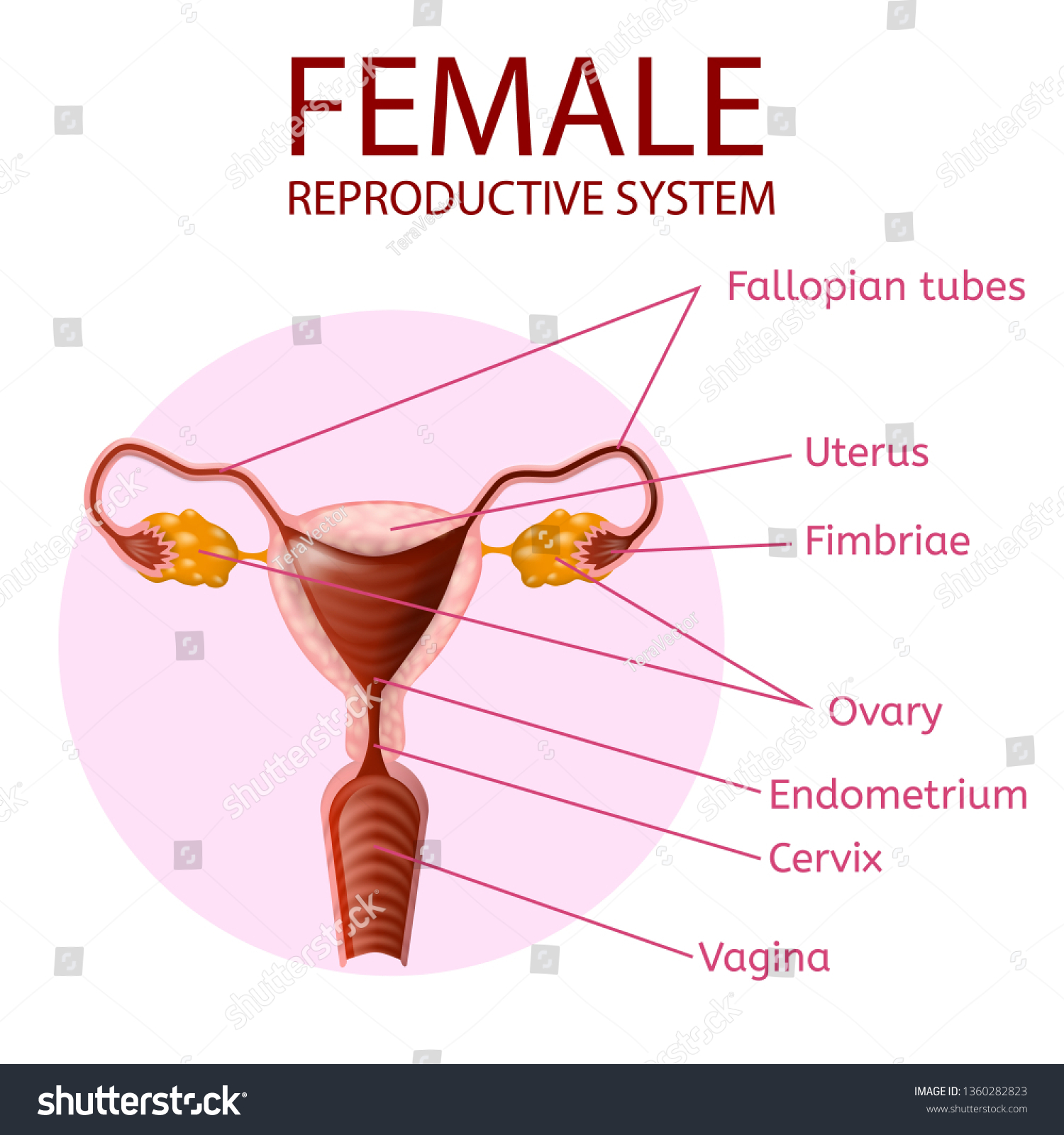 Vektor Stok Female Reproductive System Human Anatomy Uterus Tanpa