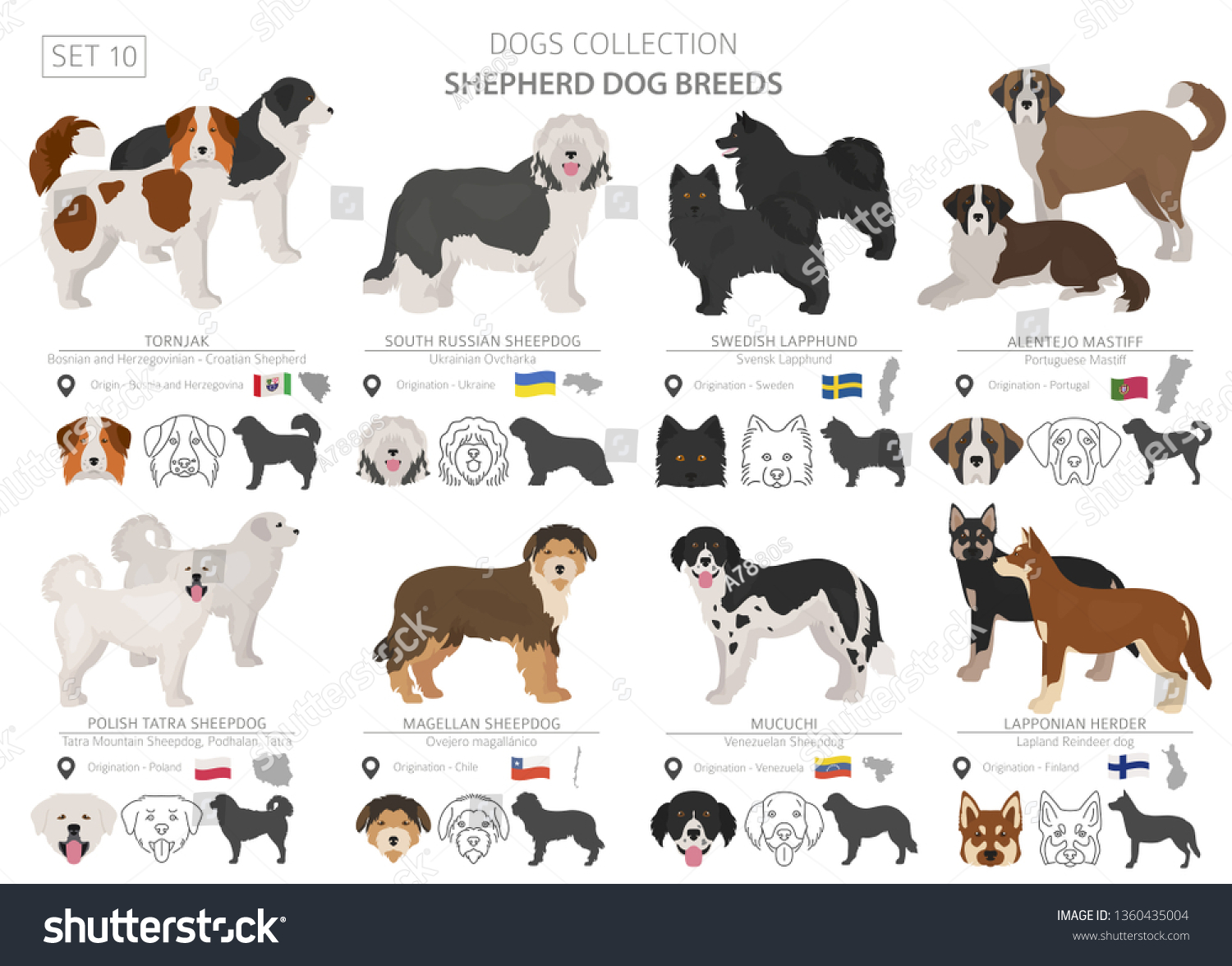 Shepherd Herding Dogs Collection Isolated On Stock Vector (Royalty Free ...