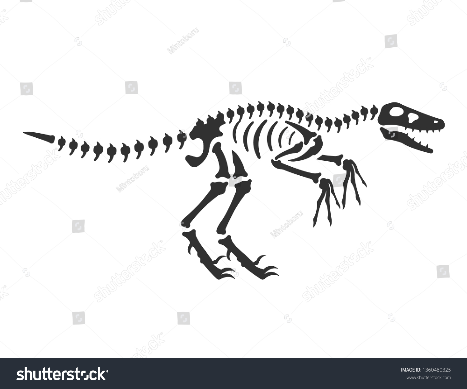 Velociraptor Dinosaur Skeleton Reptile Bones Isolated Stock Vector ...