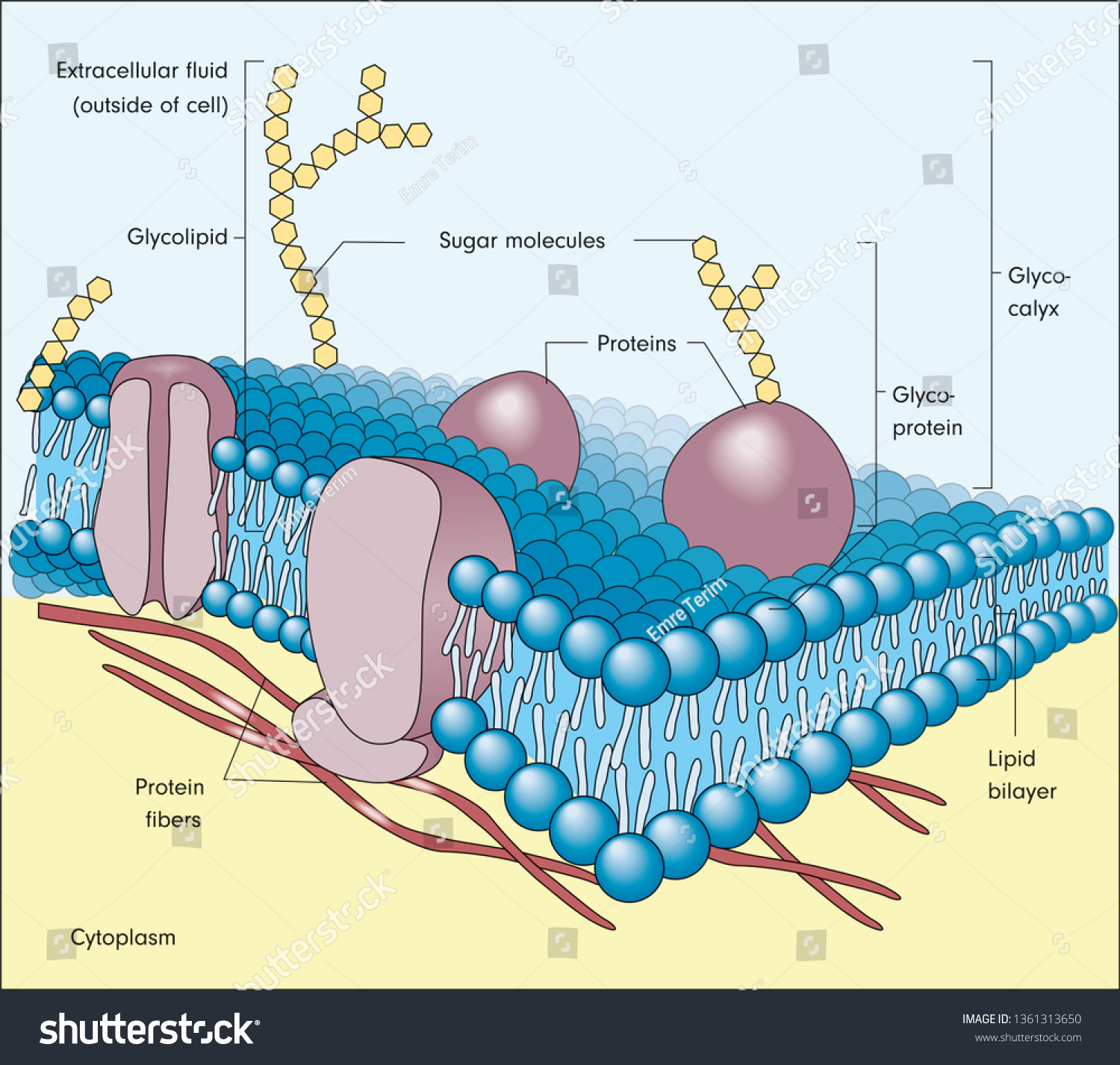 Vektor Stok Fluid Mosaic Model Plasma Membrane (Tanpa Royalti ...