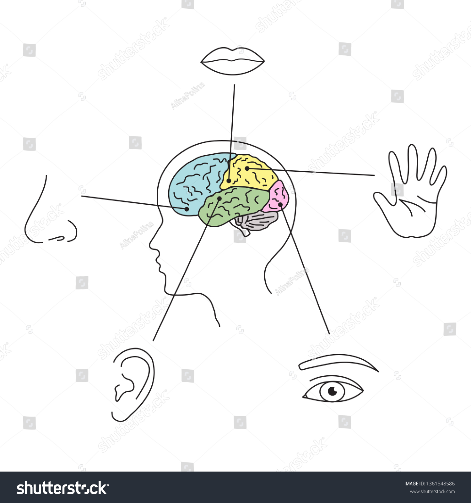 Silhouette Human Senses Brain On White Stock Vector (Royalty Free ...