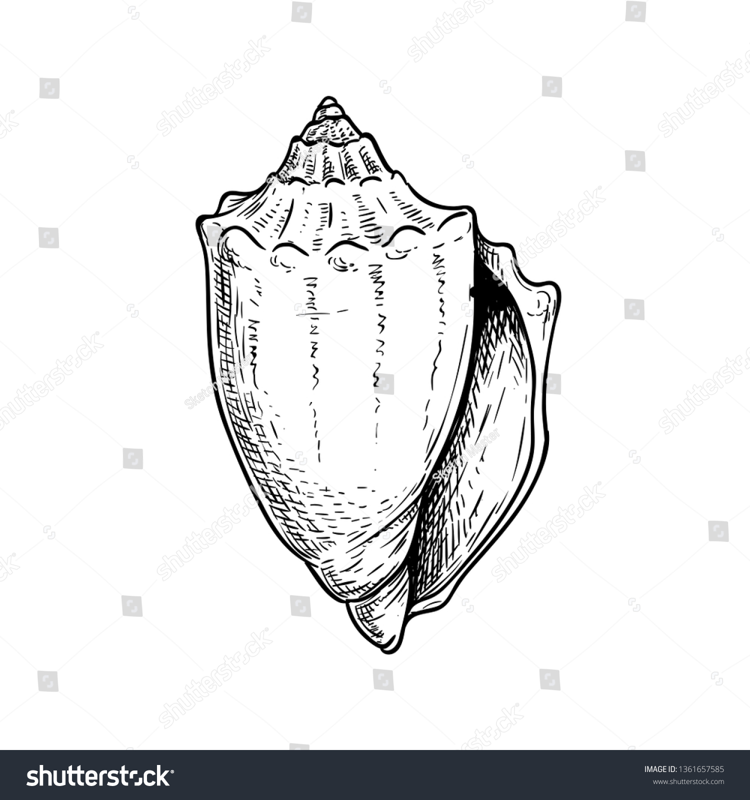 Conus Sea Shell Hand Drawn Sketch Stock Vector (Royalty Free ...