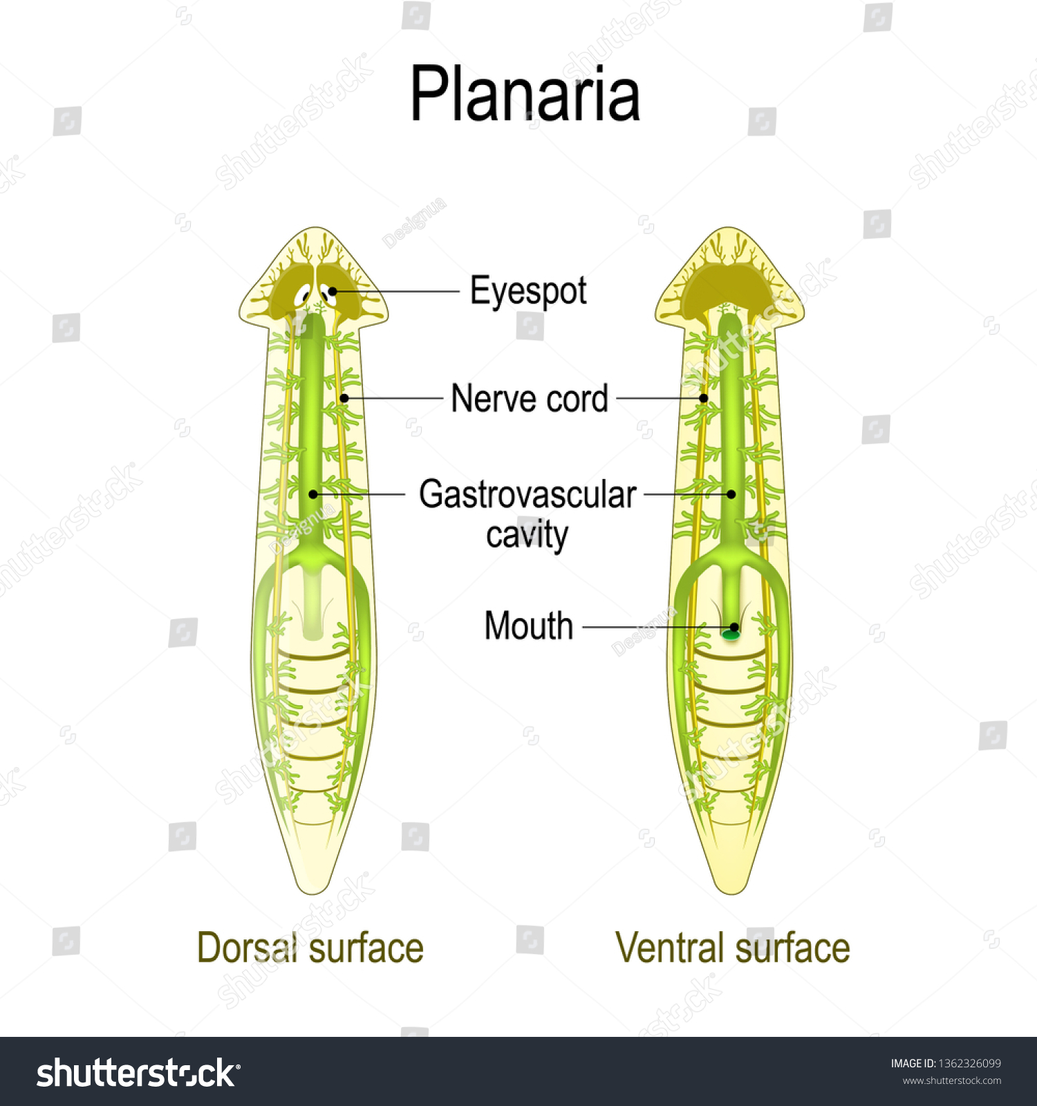 Planarian Anatomy Dorsal Ventral Surface Gastrovascular Stock ...