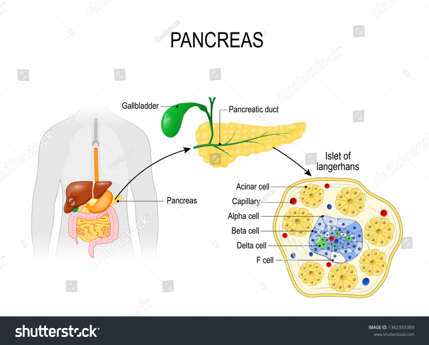 Pancreatic Islets Pancreas Organ Digestive System Stock Illustration ...