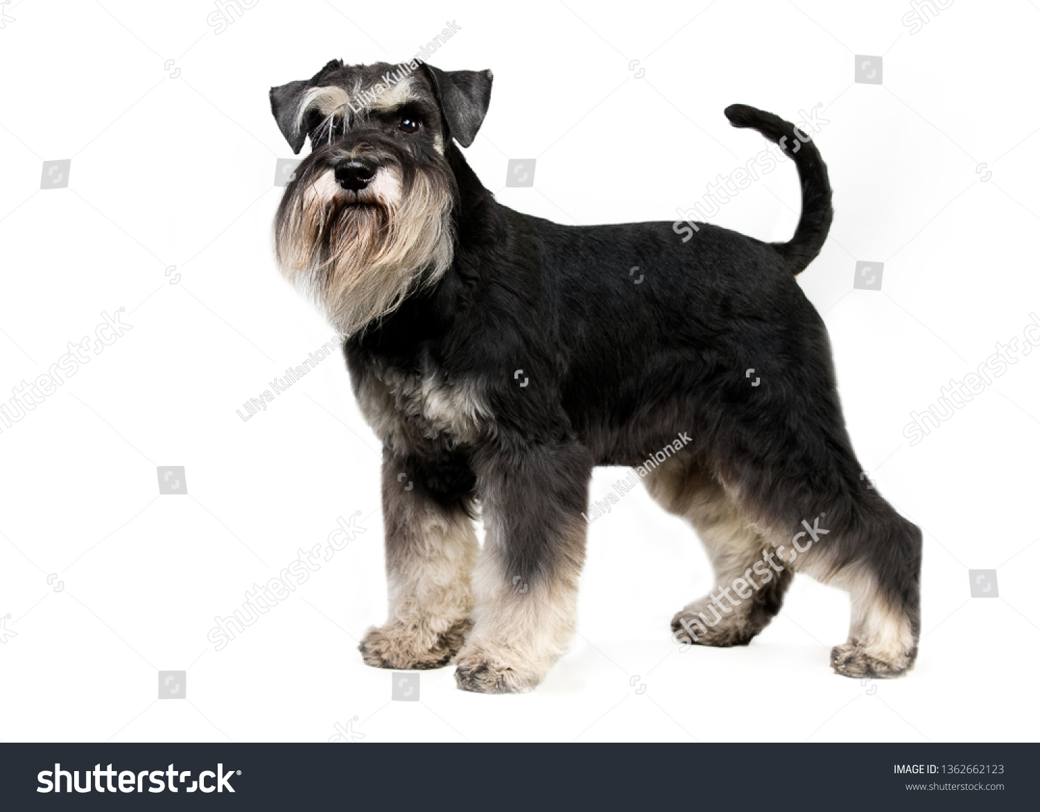 Miniature Schnauzer White Background Stock Photo 1362662123 | Shutterstock