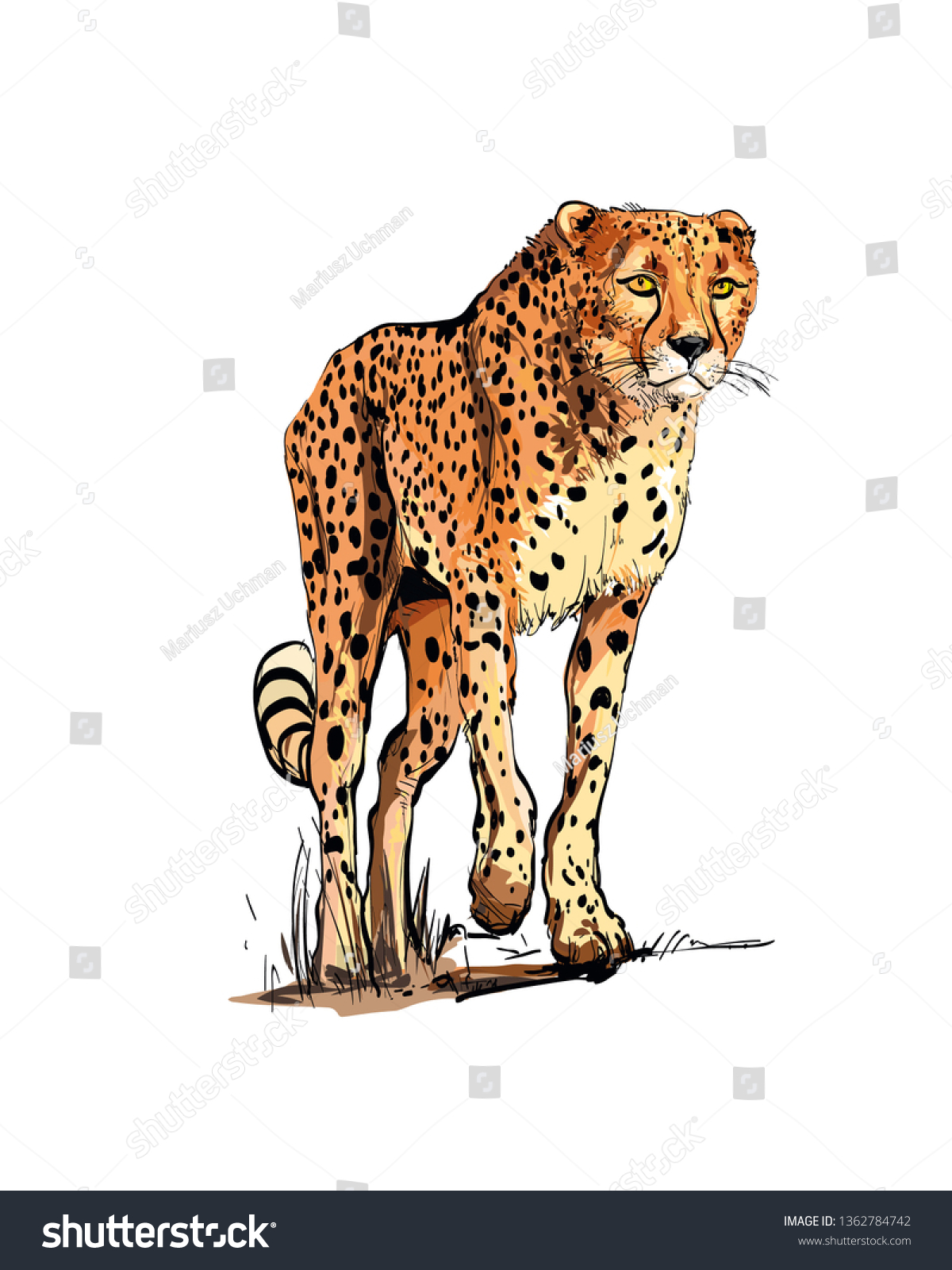 Colourful Drawing Standing Adult Cheetah On Stock Vector (Royalty 
