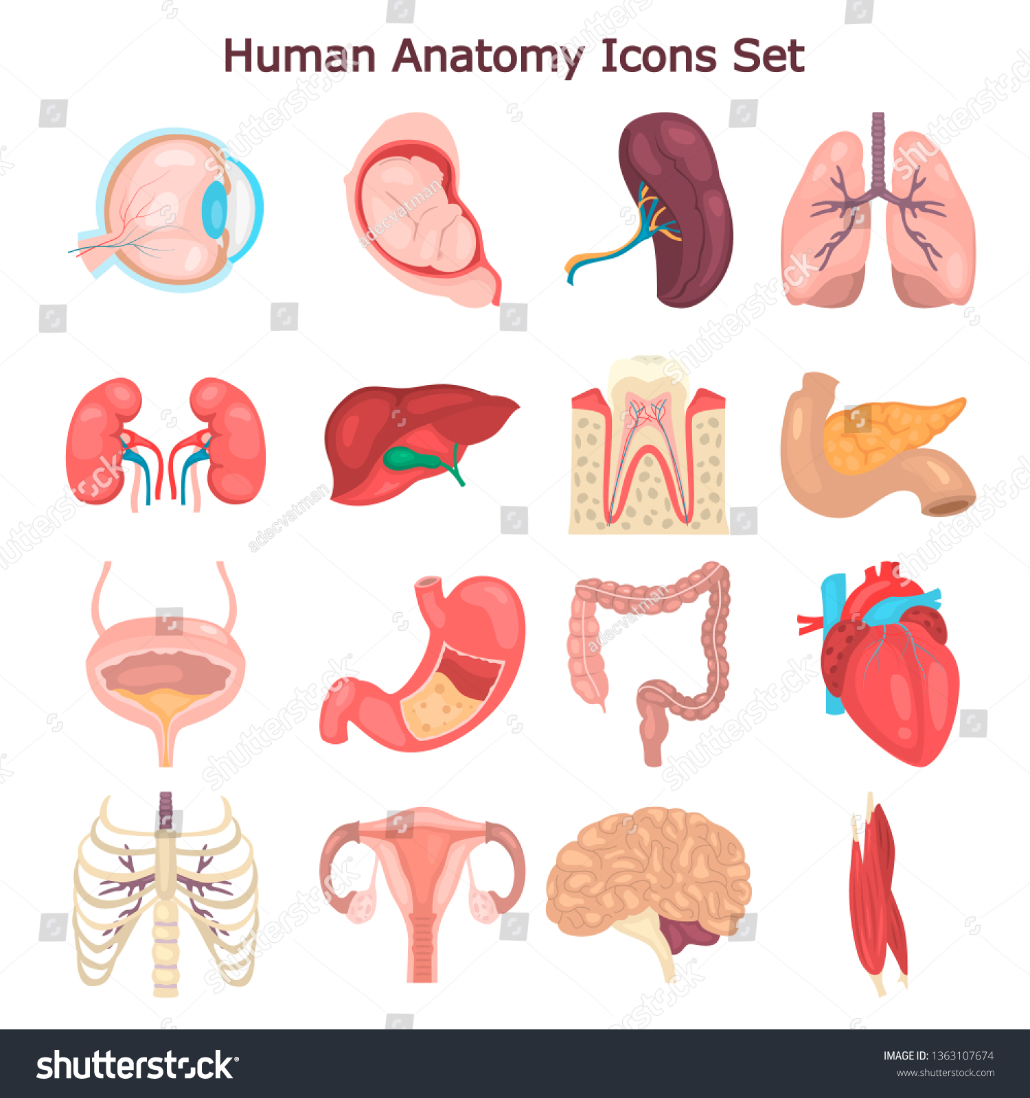 Human Anatomy Color Vector Icon Set Stock Vector (Royalty Free ...