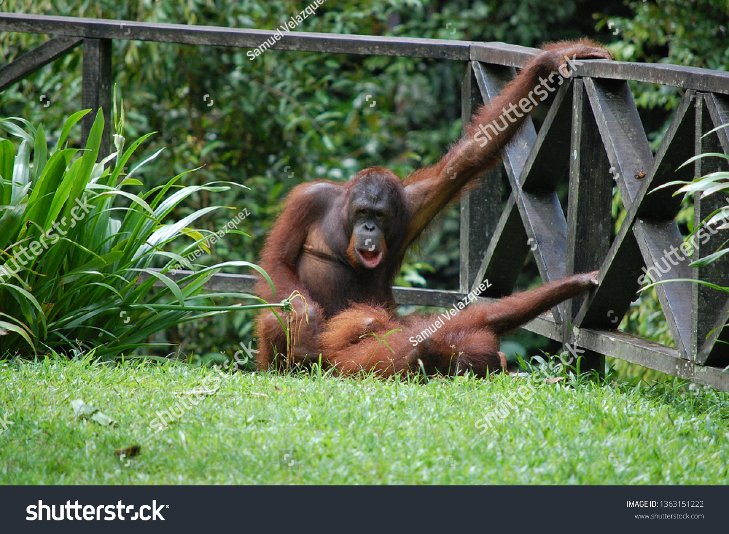 Orangutan Porn