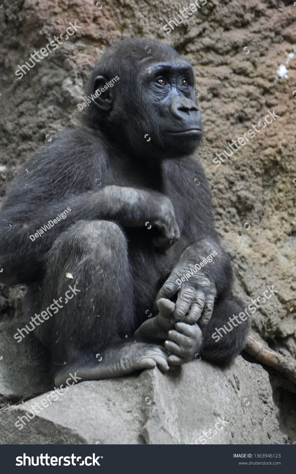 baby silverback gorillas