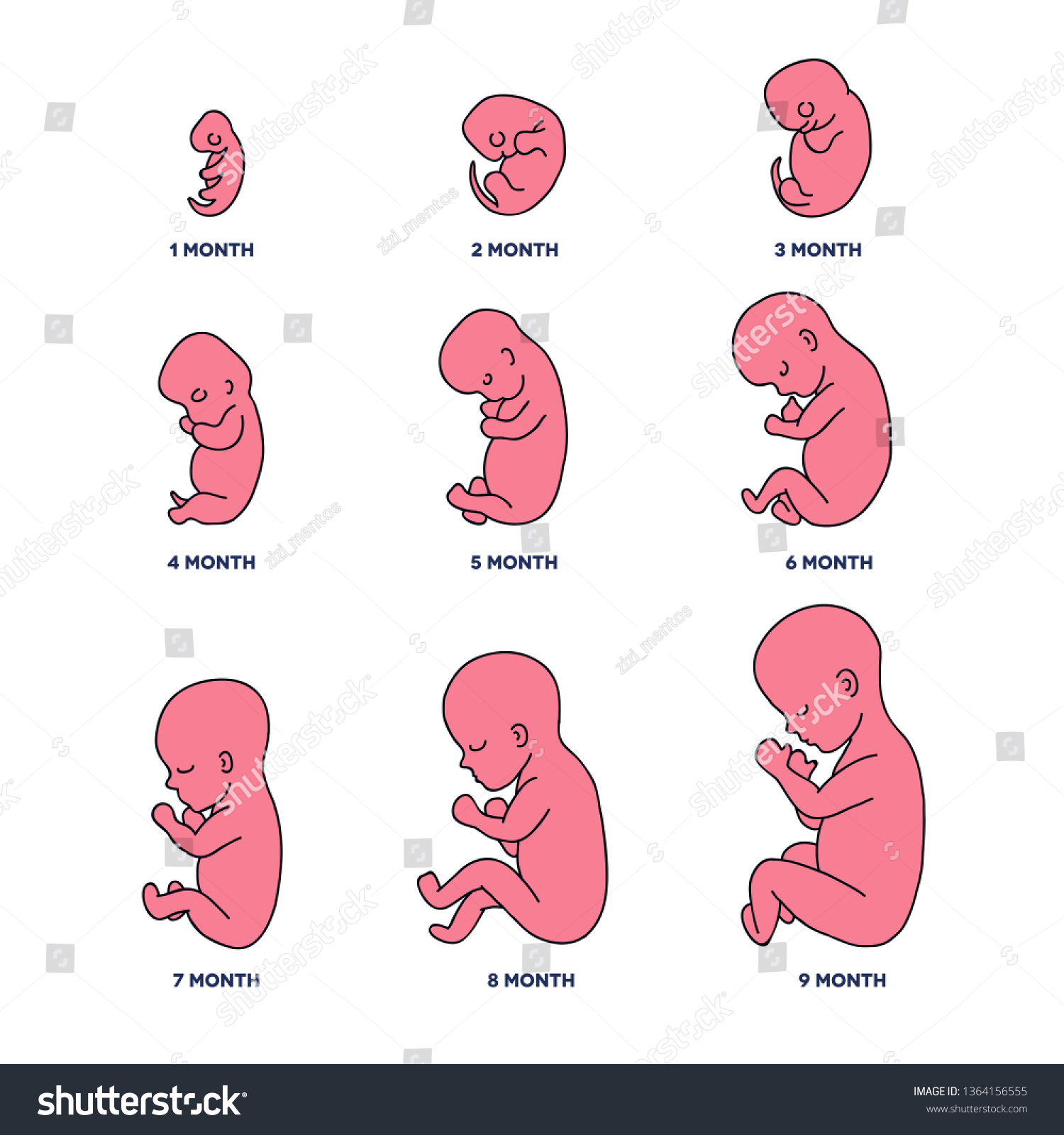 Fetus Doodle Icons Stock Vector (Royalty Free) 1364156555 | Shutterstock