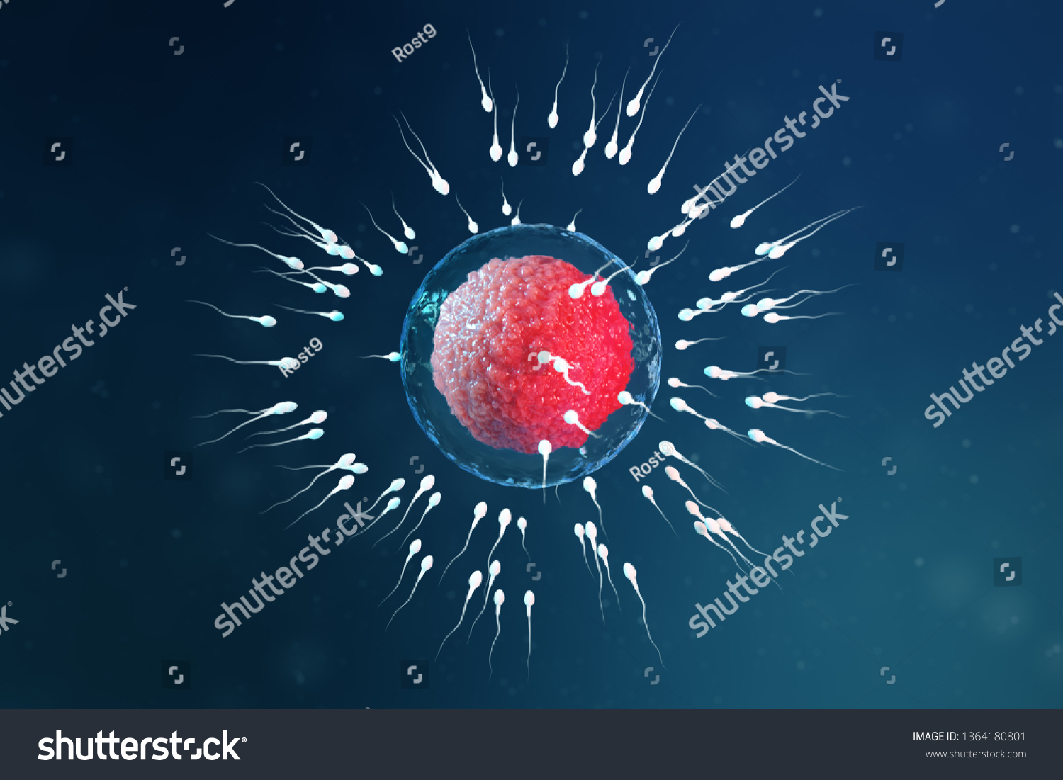 3d Illustration Sperm Egg Cell Ovum Stock Illustration 1364180801 Shutterstock 