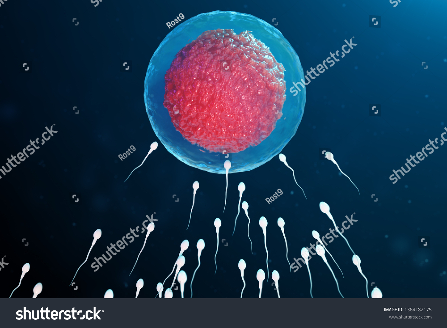 3d Illustration Sperm Egg Cell Ovum Stock Illustration 1364182175 Shutterstock