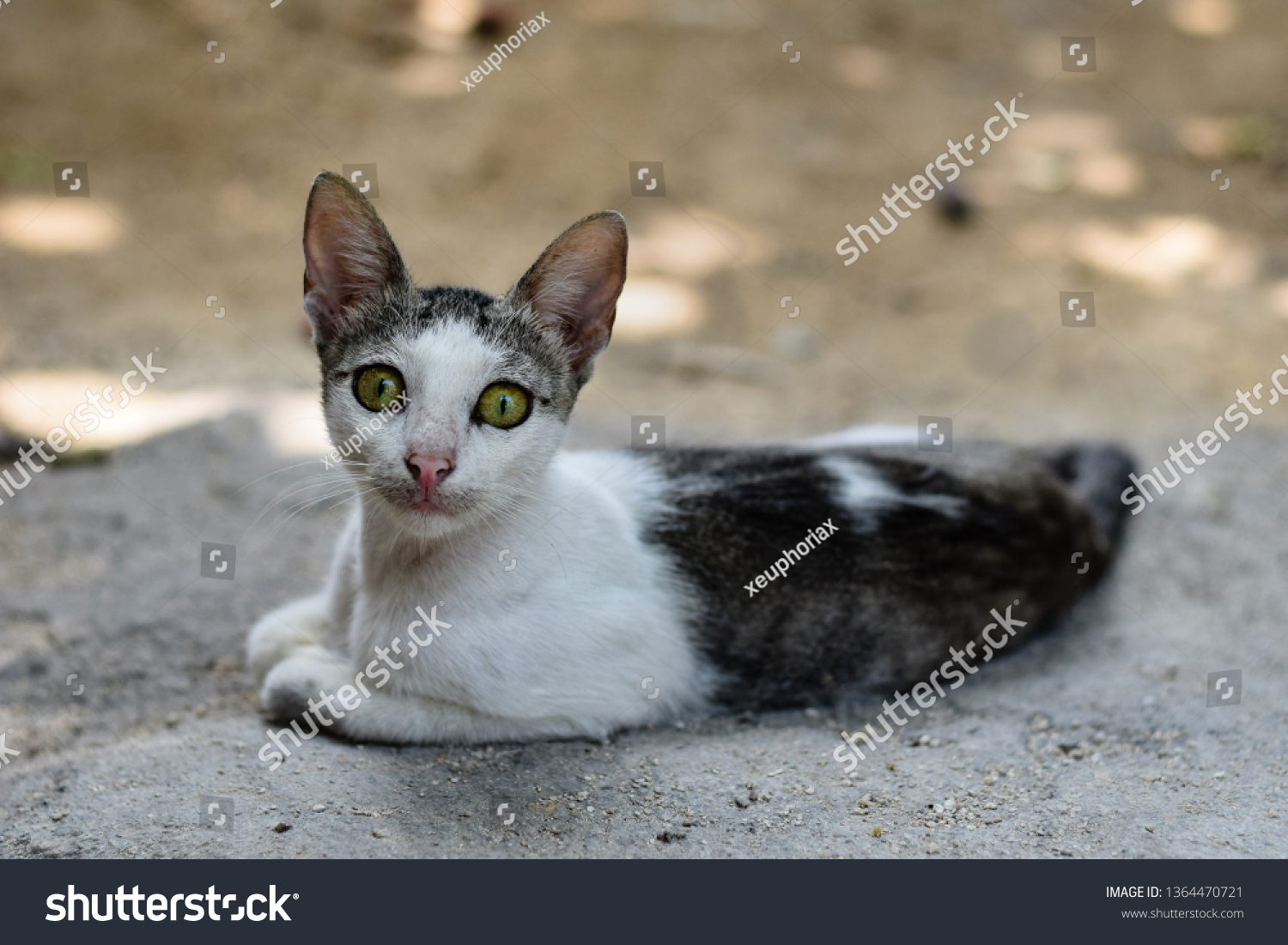 Mysterious Cat Piercing Look Green Eyes Stock Photo 1364470721 