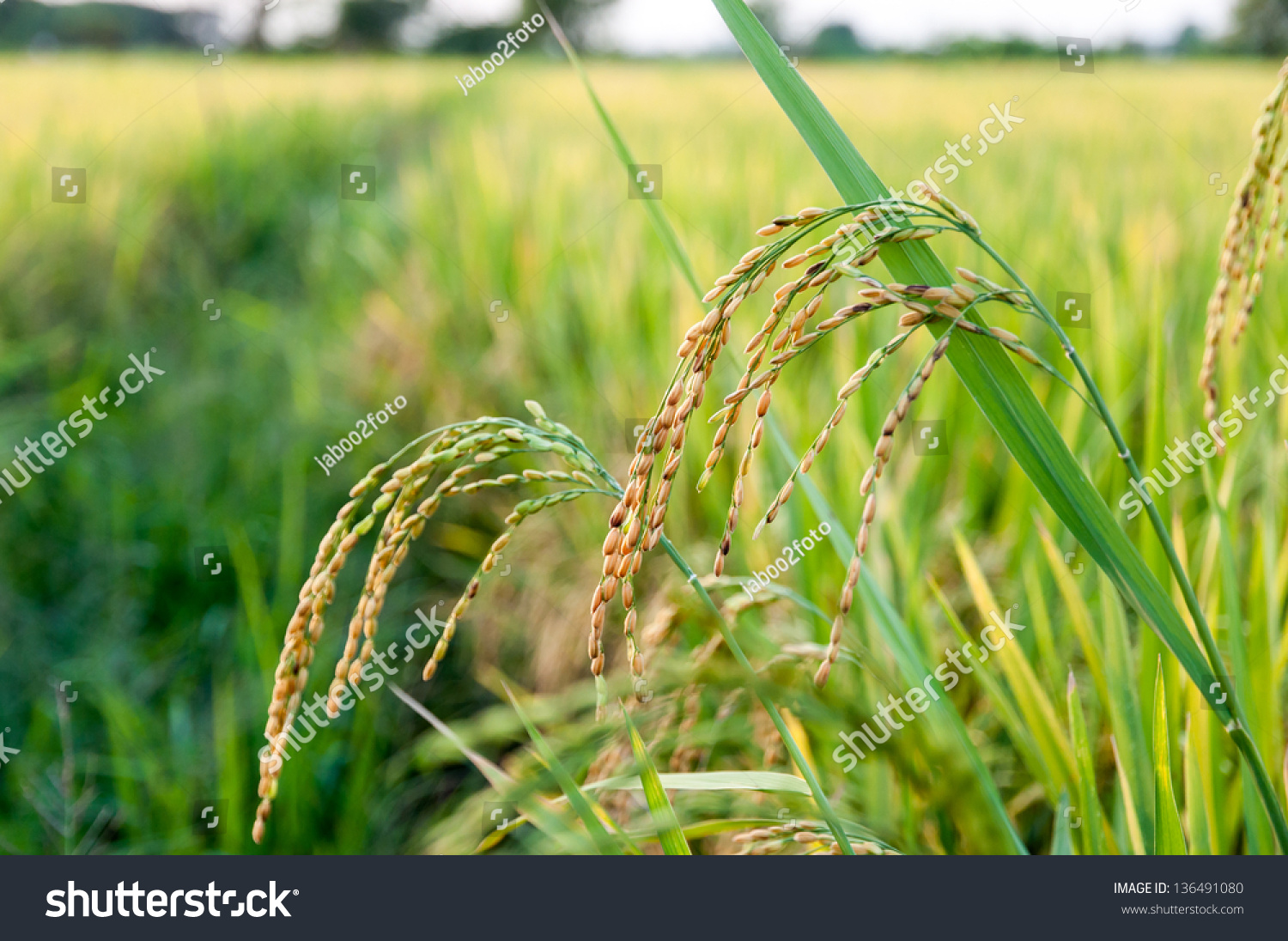 Rice Feild Stock Photo 136491080 | Shutterstock